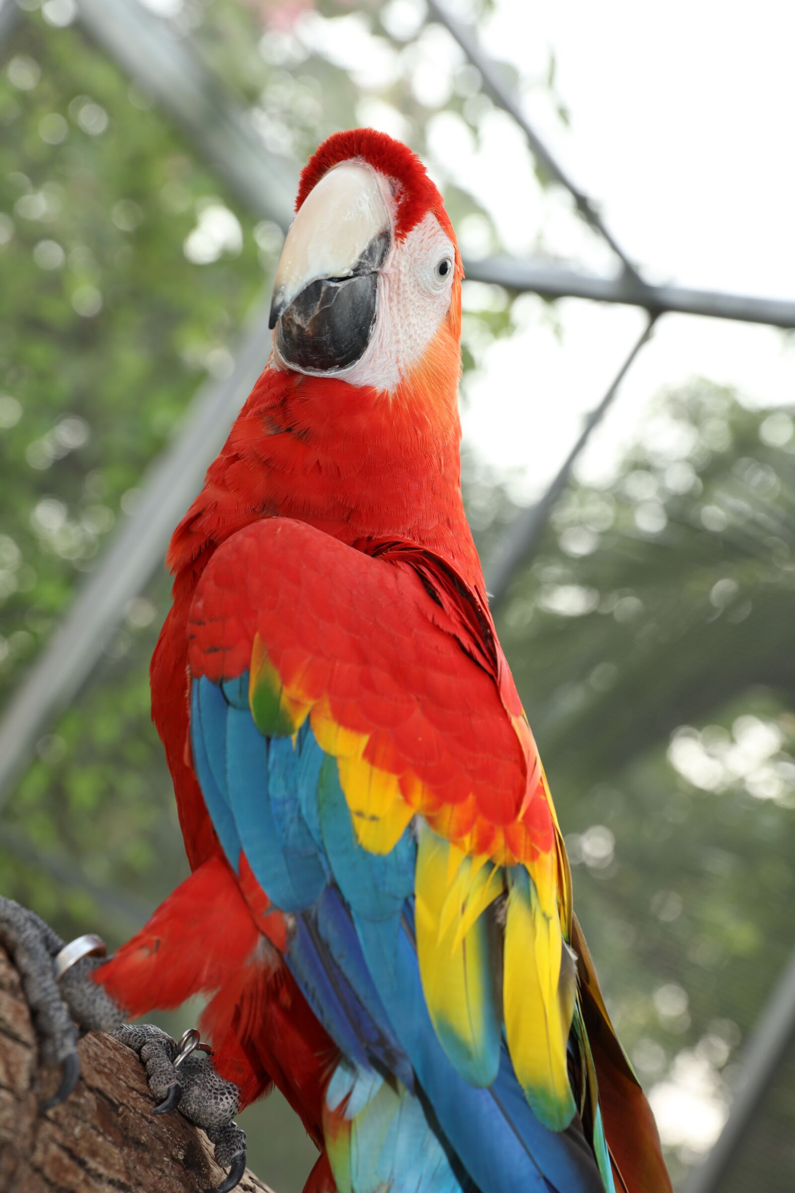 Canon EOS 5DS R + Canon EF 24-70mm F2.8L II USM sample photo. Beautiful macaw, macaw, cute photography