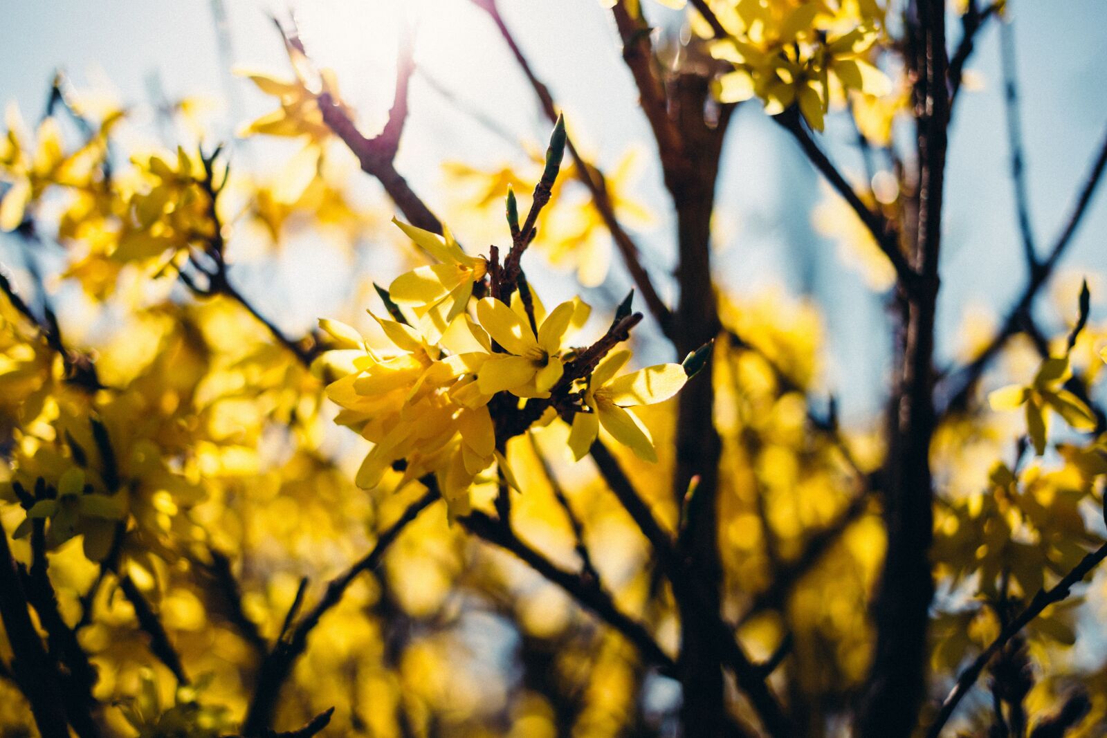 Canon EOS 6D + Canon EF 40mm F2.8 STM sample photo. Yellow, flower, trees photography