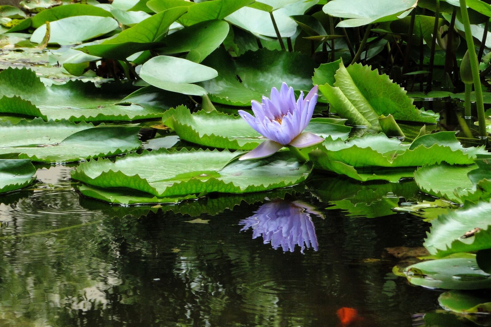 Sony Cyber-shot DSC-HX1 sample photo. Nymphaea alba, lotus, flower photography