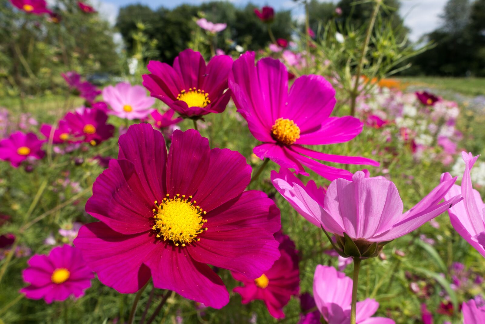 Sony Cyber-shot DSC-RX100 III sample photo. Cosmea, flowers, flower bed photography