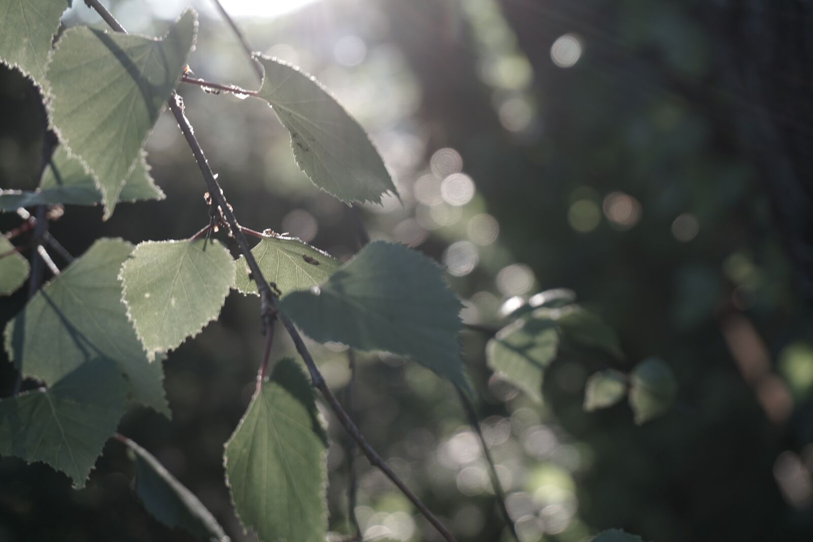 Sony a6000 sample photo. Urghtjio, trjekio, tunrideoki photography