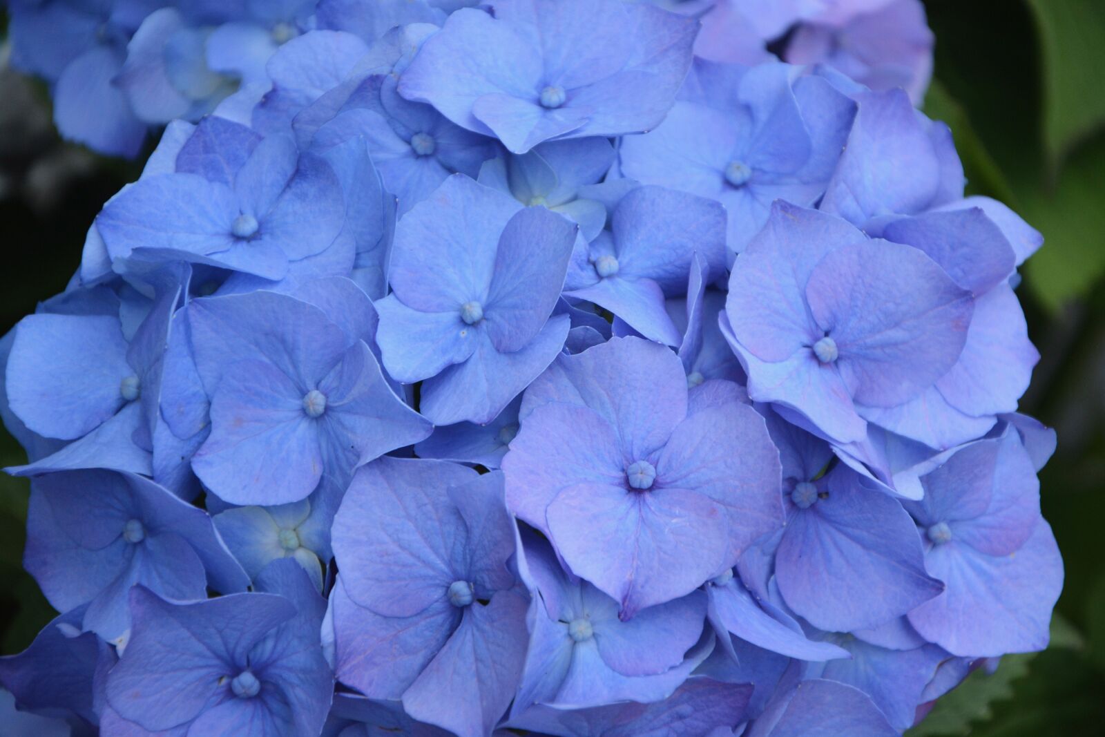 Nikon D5200 sample photo. Flower, flower hydrangea blue photography