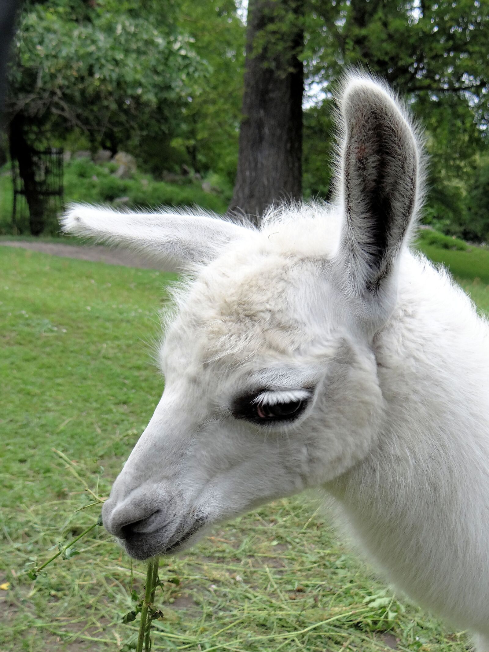 Sony DSC-HX200V sample photo. Lama, camelids, ungulates photography