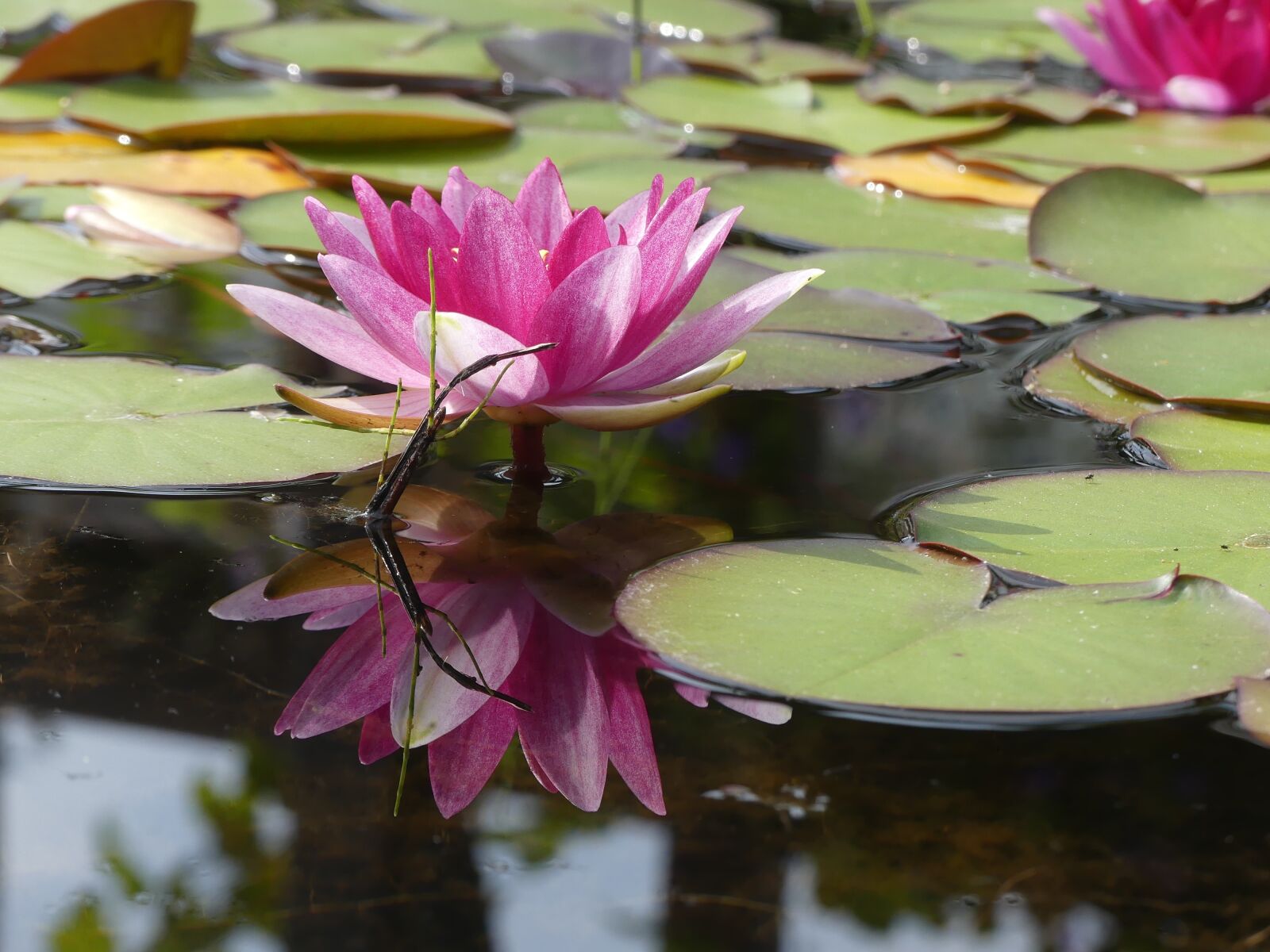 Panasonic Lumix DMC-FZ300 sample photo. Water lily, lotus, flower photography