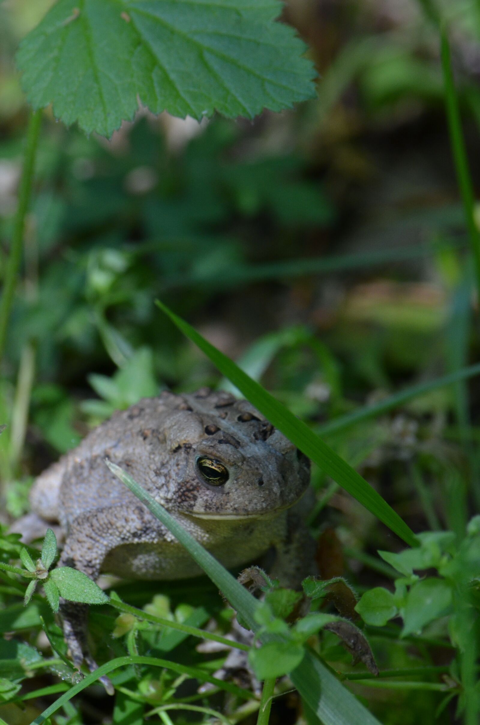 Nikon D7000 sample photo. Toad, frog, amphibian photography