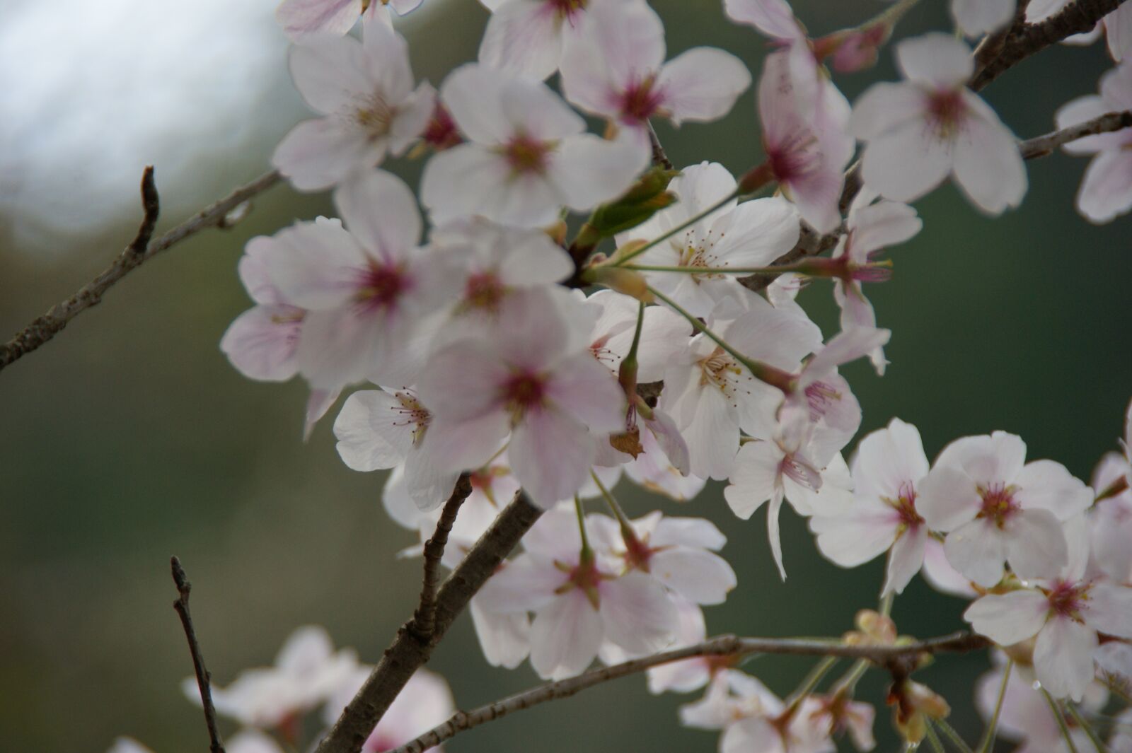Sony Alpha DSLR-A350 sample photo. Cherry blossoms, japan, landscape photography