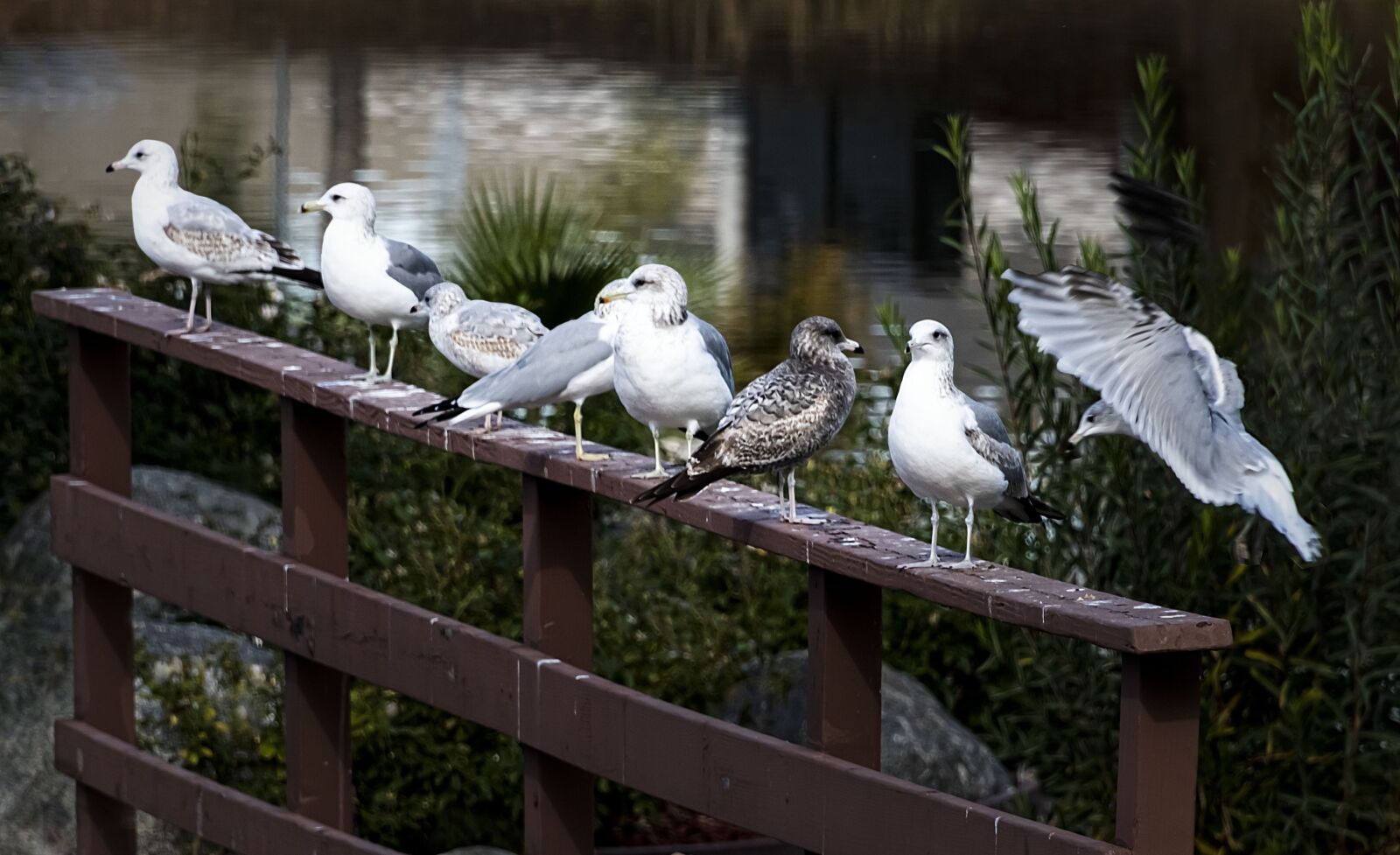 Nikon D500 sample photo. Birds, seagulls, bridge photography