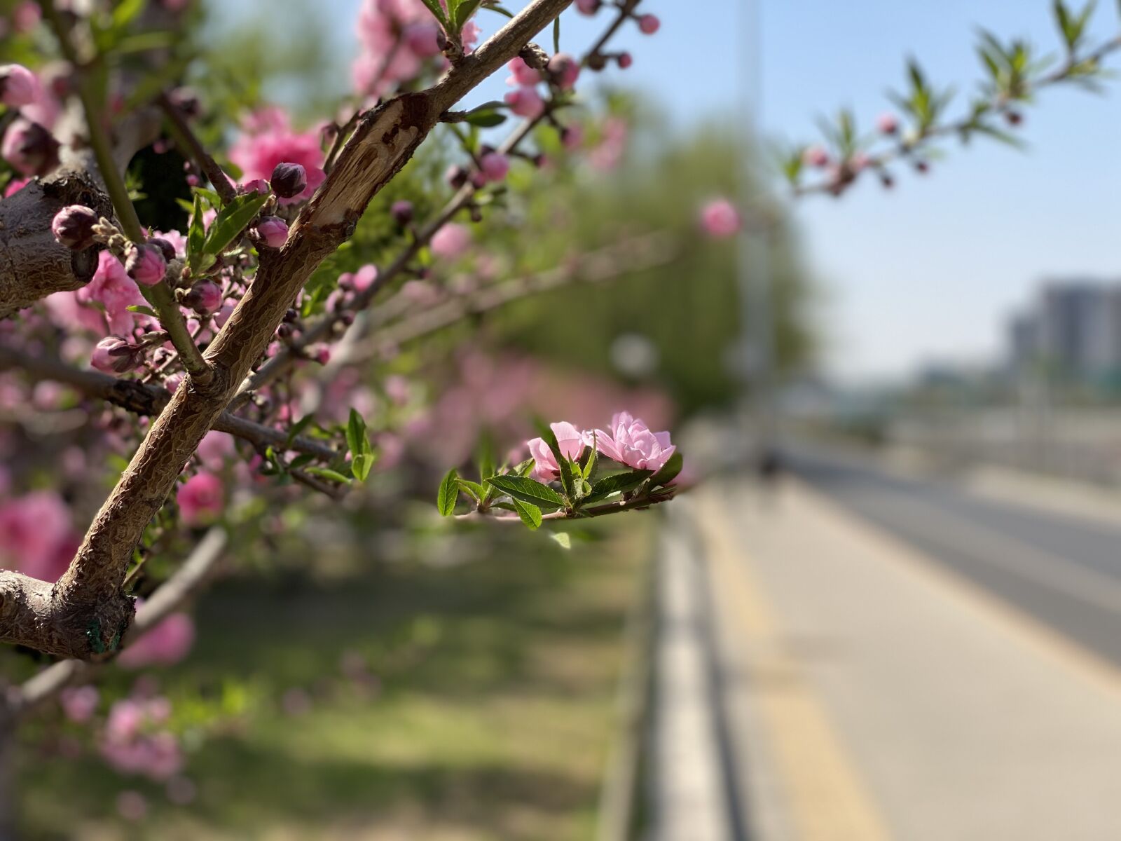 iPhone 11 Pro back dual camera 6mm f/2 sample photo. Peach blossom, flower, spring photography