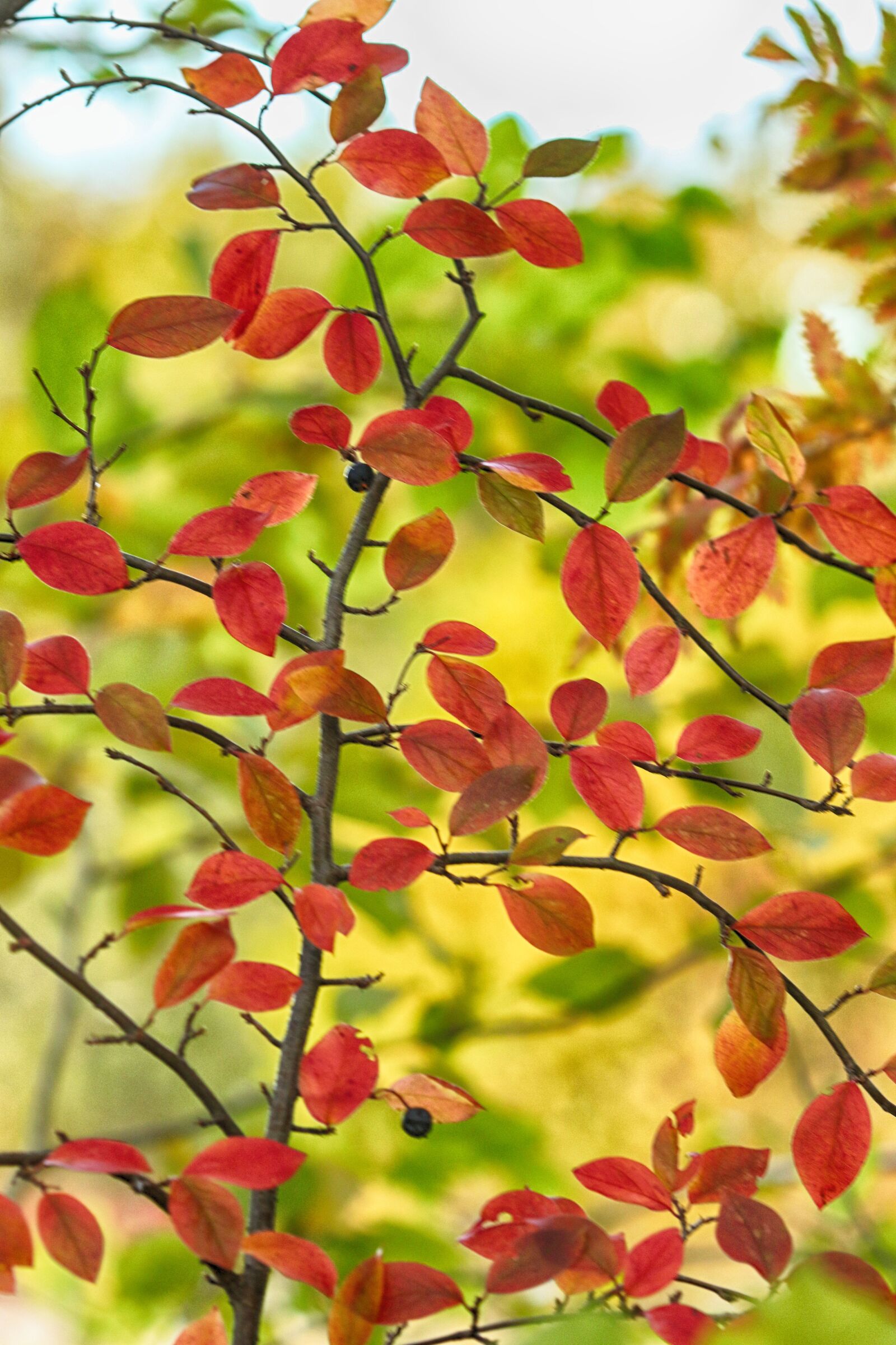 Canon EF 135mm F2L USM sample photo. Branch, autumn, fall photography