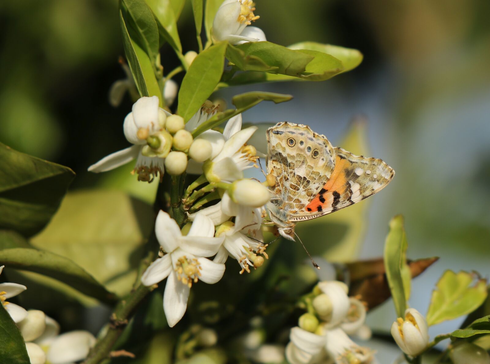 Canon EOS 7D Mark II sample photo. Insect, butterfly, vanessa photography