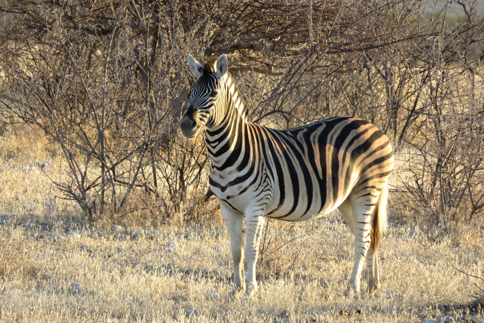 Canon PowerShot SX720 HS sample photo. Zebra, africa, animal photography