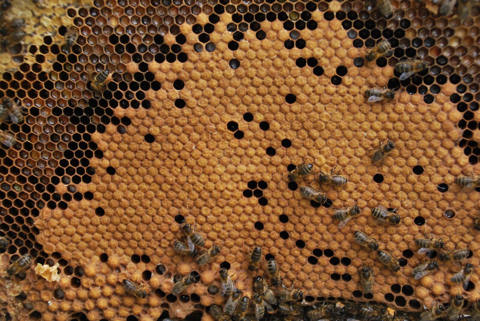 Nikon D60 sample photo. Bees, combs, beehive photography