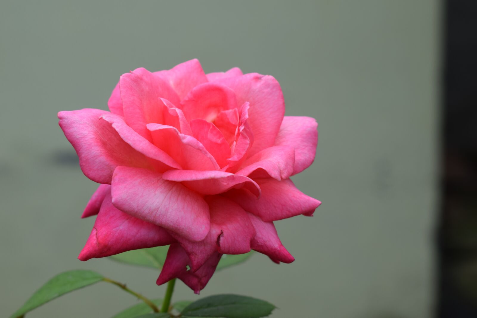 Nikon D3300 sample photo. Rose, pink, flower photography