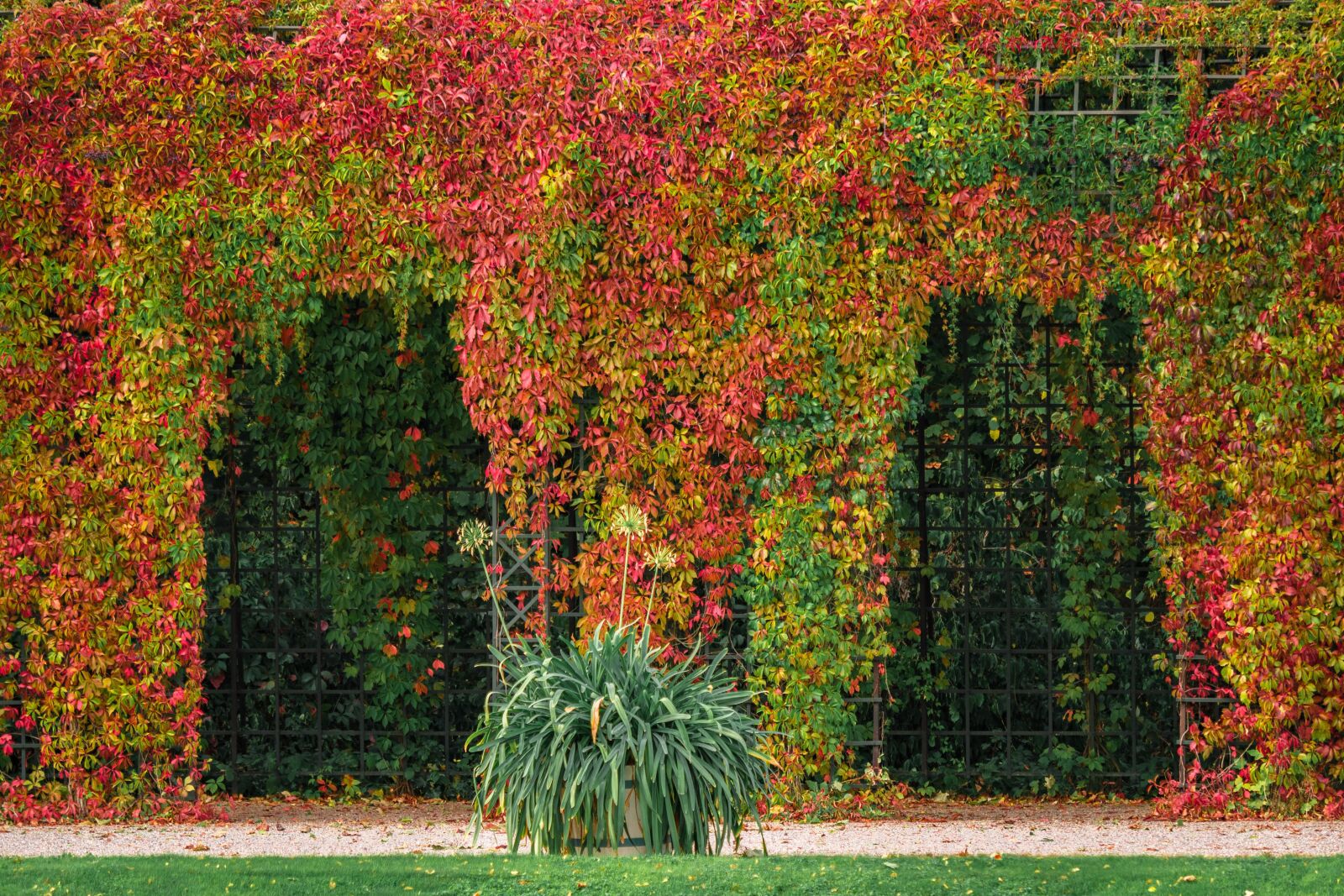 LUMIX G VARIO 100-300/F4.0-5.6II sample photo. Pergola, arches, autumn colours photography