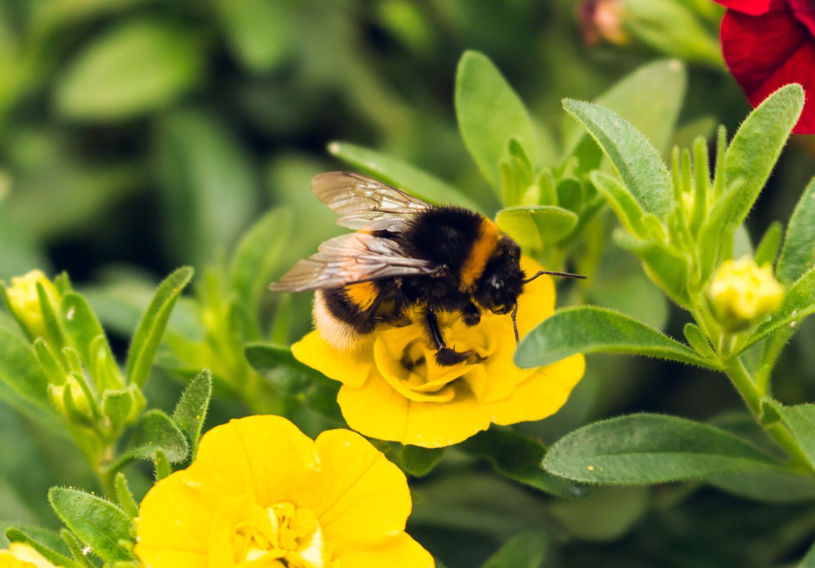Canon EOS 700D (EOS Rebel T5i / EOS Kiss X7i) sample photo. Hummel, flower, nature photography