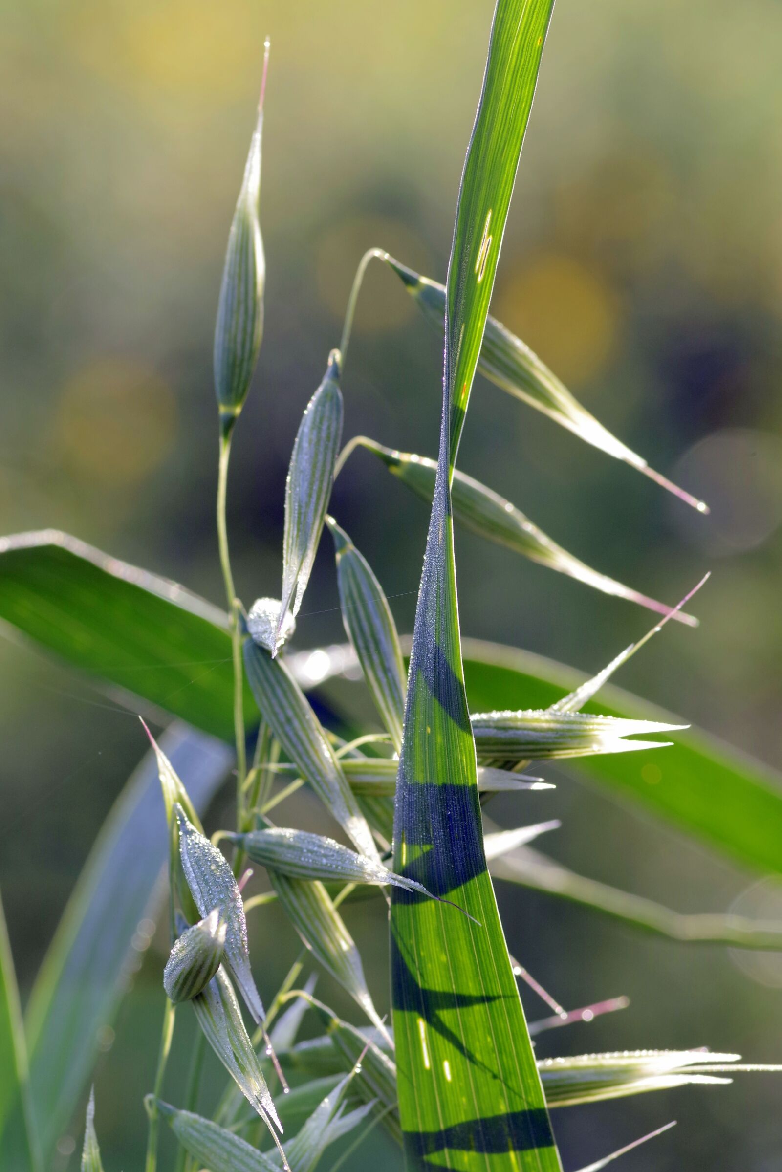 Pentax K-S2 sample photo. Oats, corn, grains photography