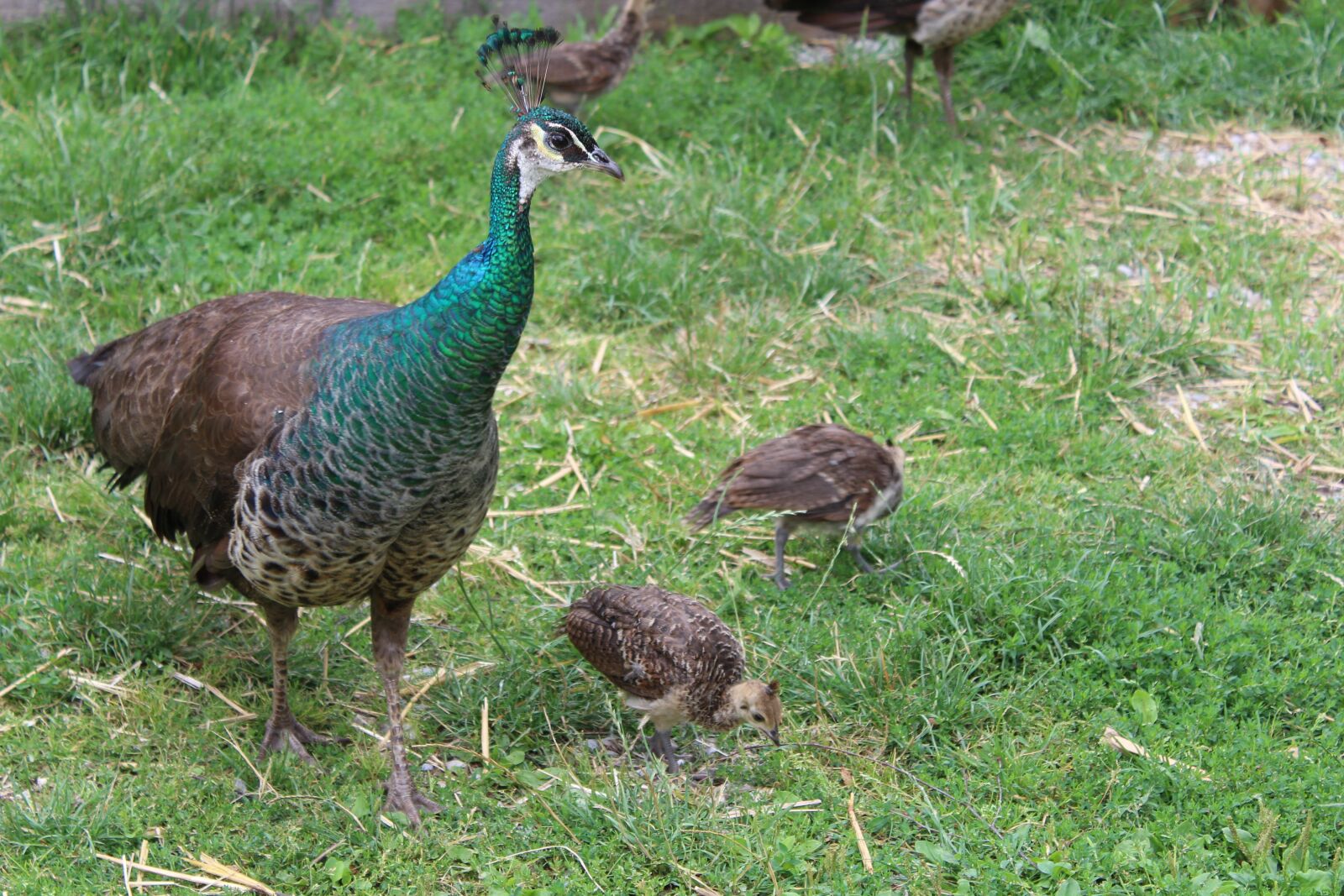 Canon EOS 1300D (EOS Rebel T6 / EOS Kiss X80) sample photo. Peacock, young animal, bird photography