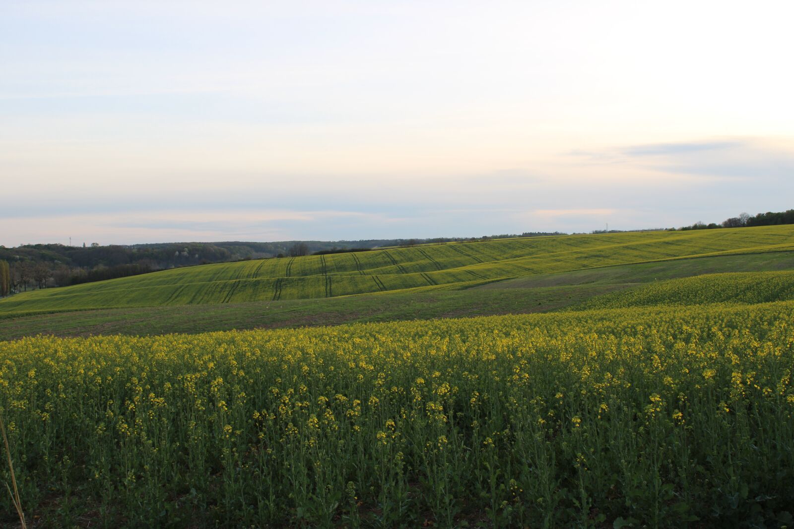 Canon EOS 2000D (EOS Rebel T7 / EOS Kiss X90 / EOS 1500D) sample photo. Landscape, green, yellow photography