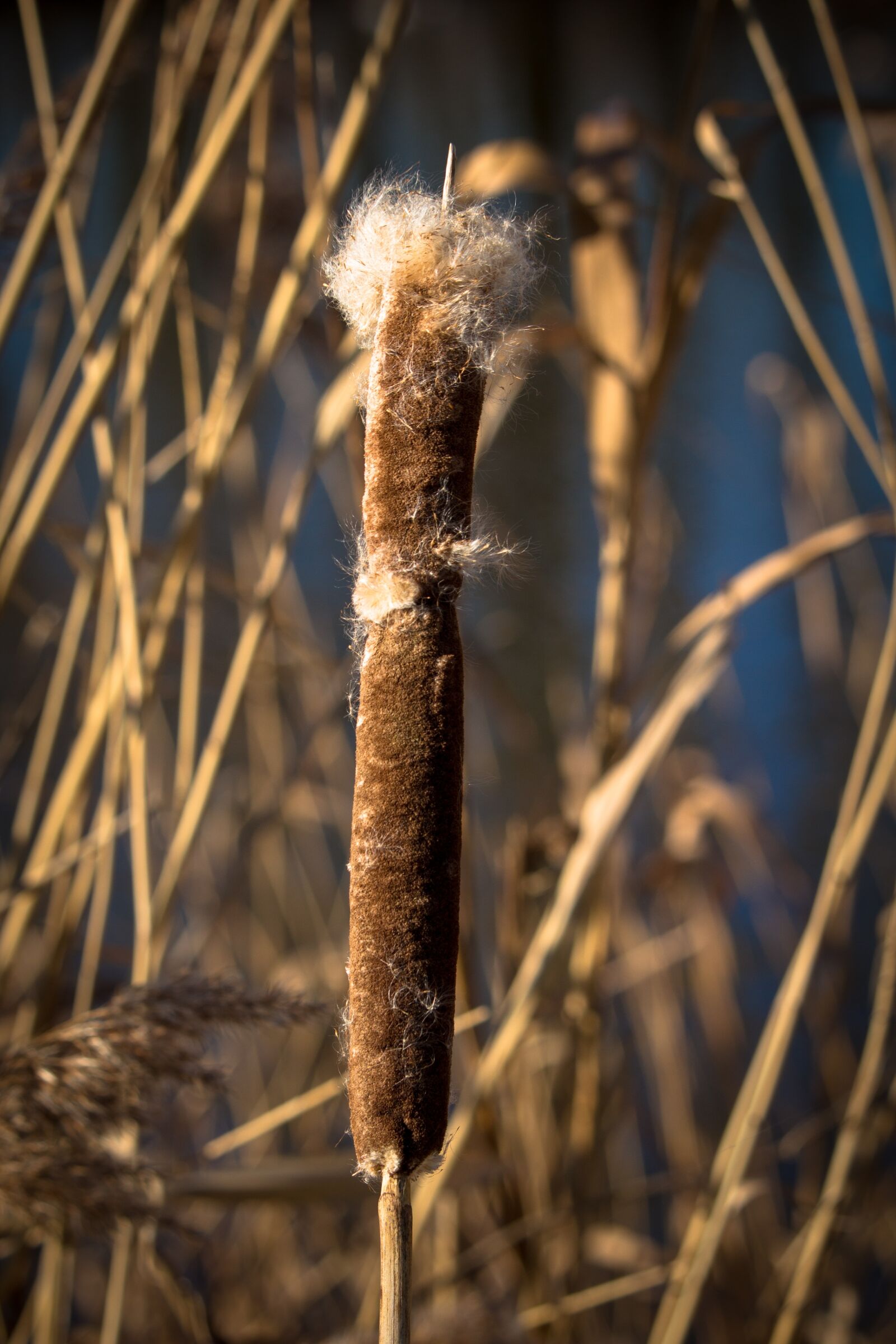 Canon EOS 100D (EOS Rebel SL1 / EOS Kiss X7) sample photo. Cattail, cigar, spring photography