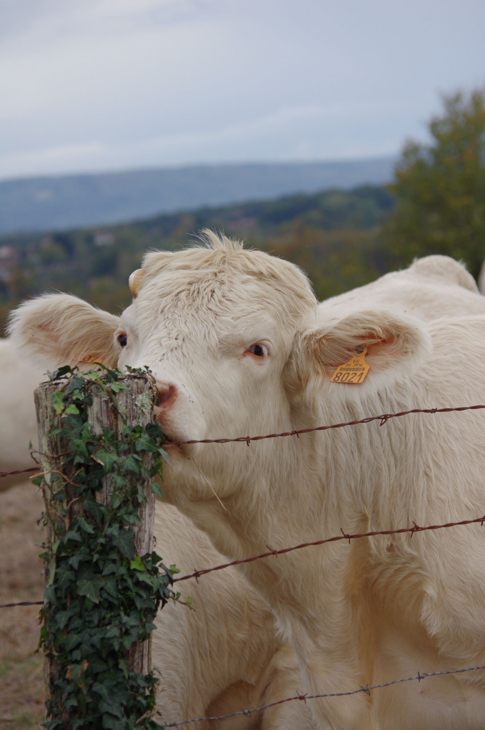 Pentax K-r sample photo. Cow, animals, field photography