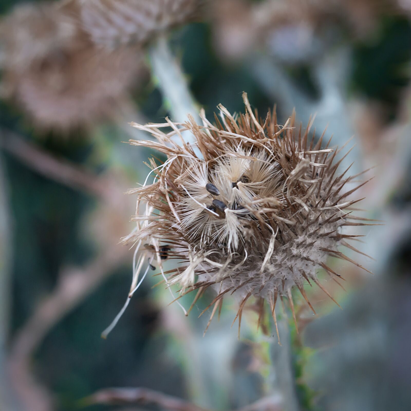 Canon EOS 70D + Canon EF 50mm F1.8 STM sample photo. Thistle, spur, flower photography
