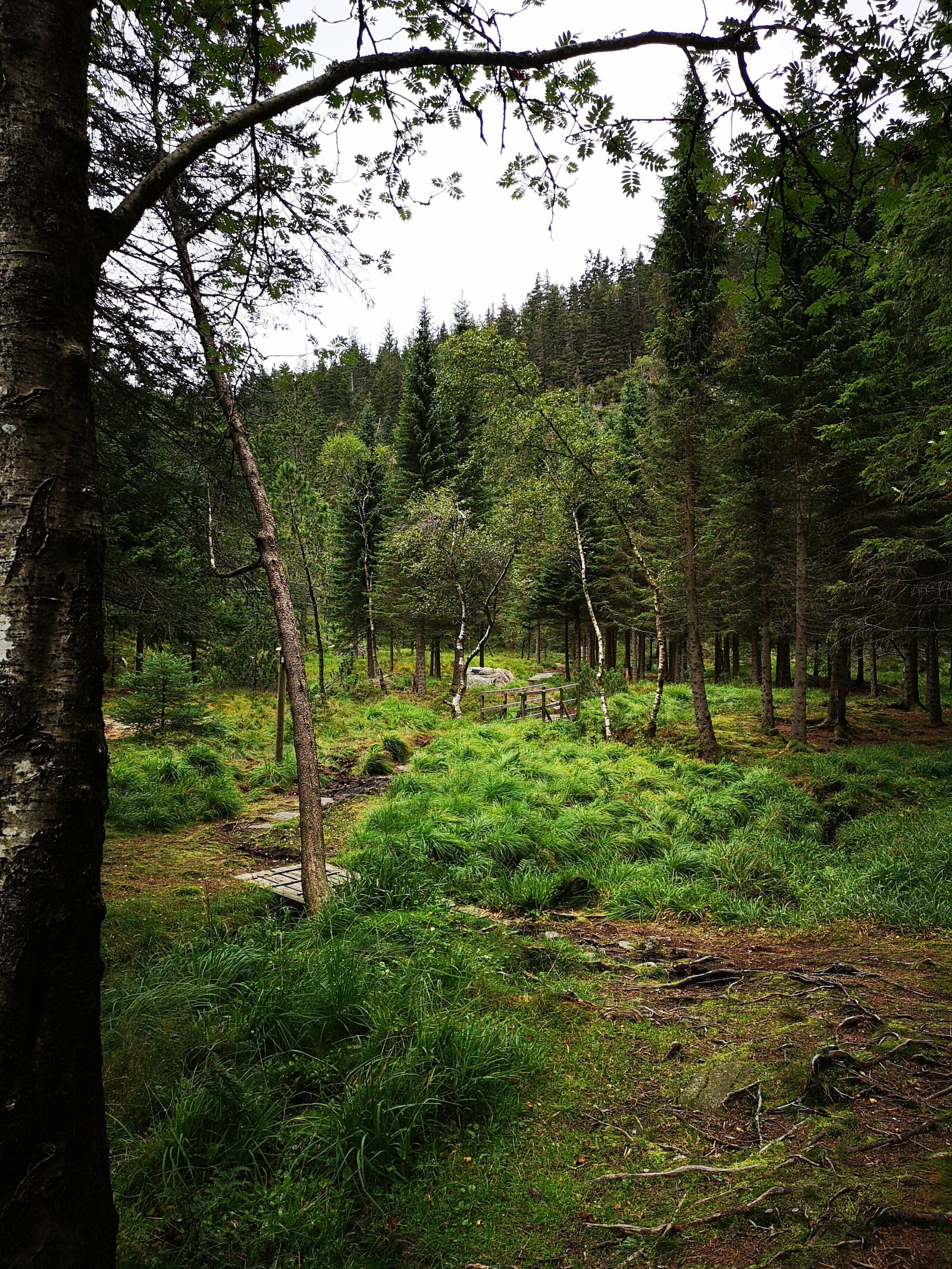 HUAWEI CLT-L29 sample photo. Forest, path, nature photography