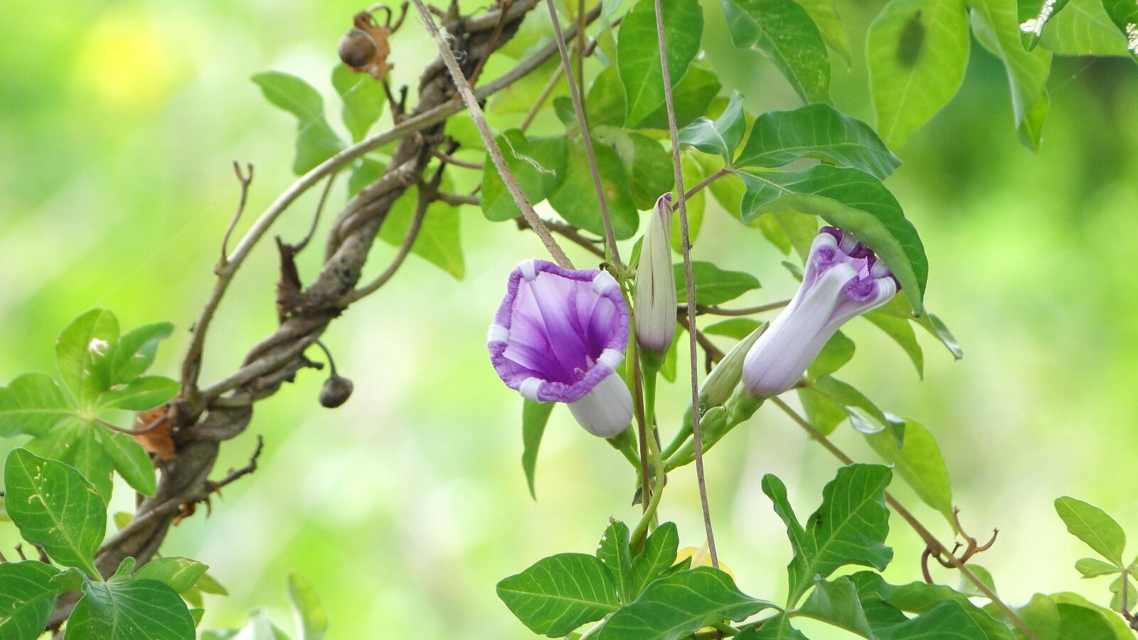 Sony Cyber-shot DSC-HX1 sample photo. Flower, morning glory, plant photography