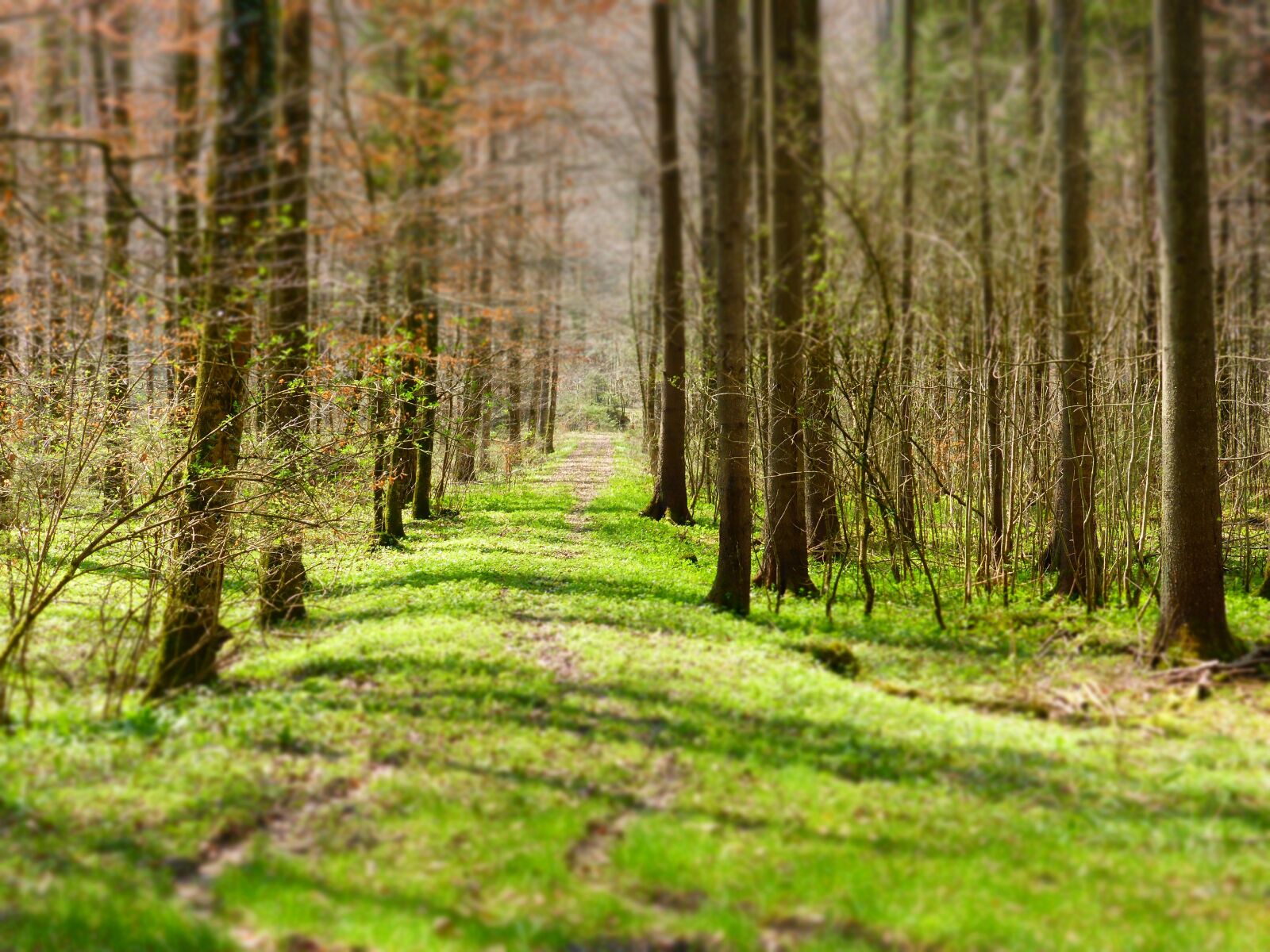 Panasonic DMC-TZ41 sample photo. Forest, path, trees photography