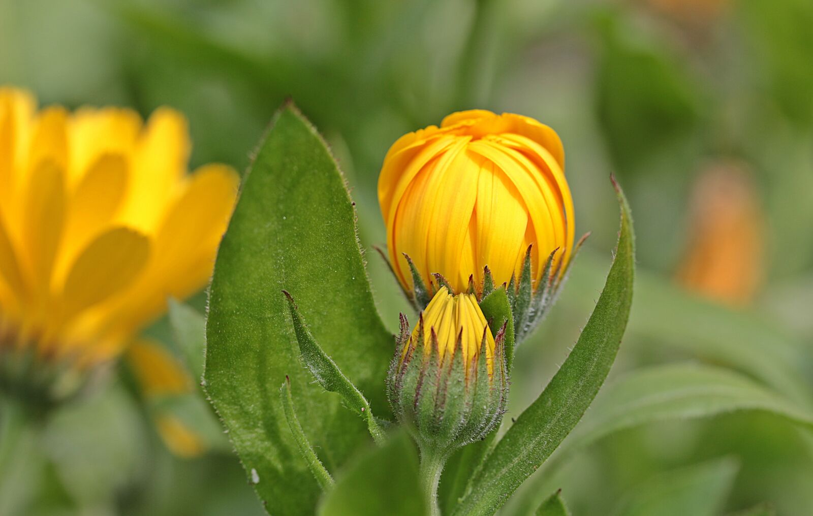Canon EOS 650D (EOS Rebel T4i / EOS Kiss X6i) sample photo. Marigold, calendula, bud photography