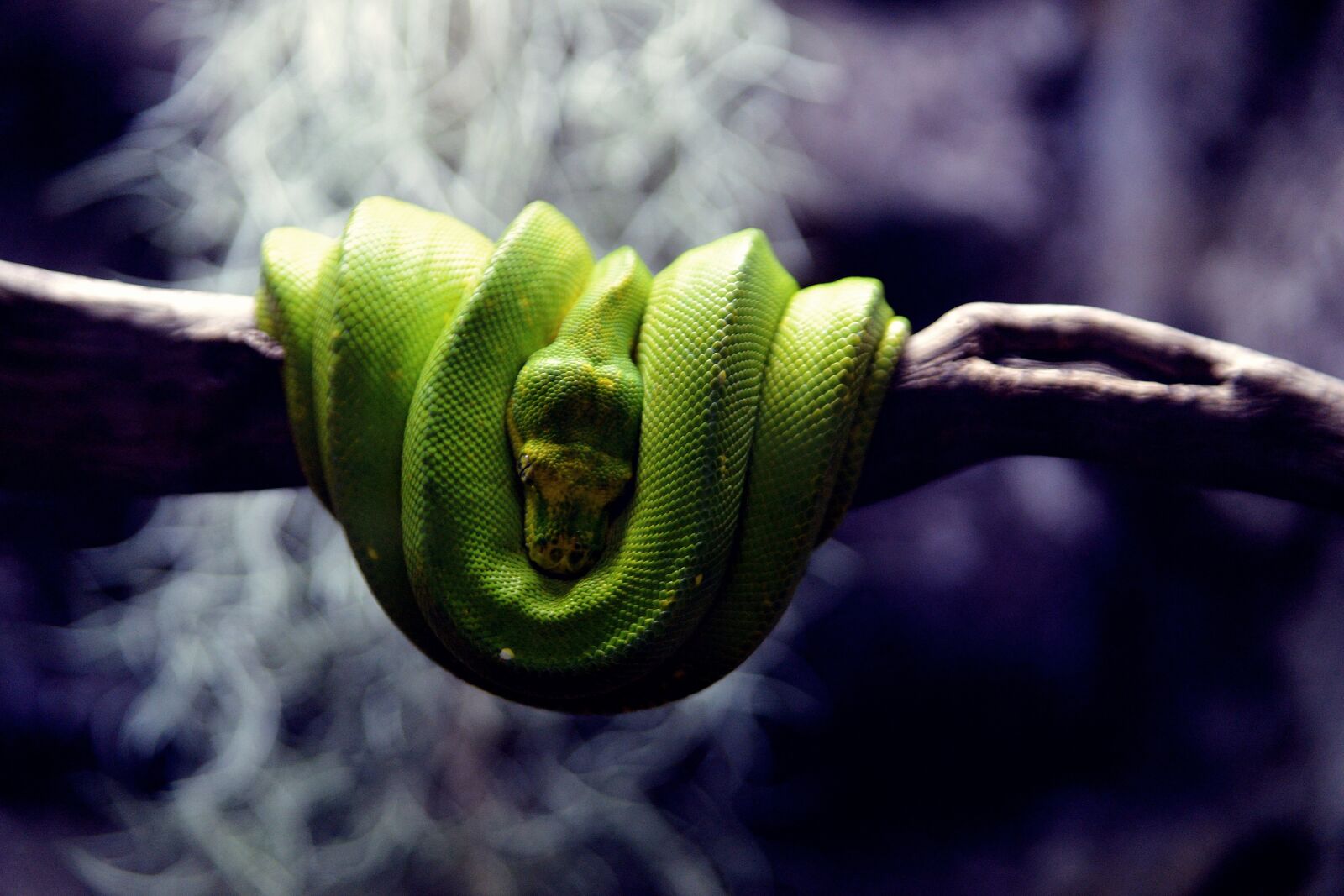 Nikon D610 sample photo. Green, snake, animal photography
