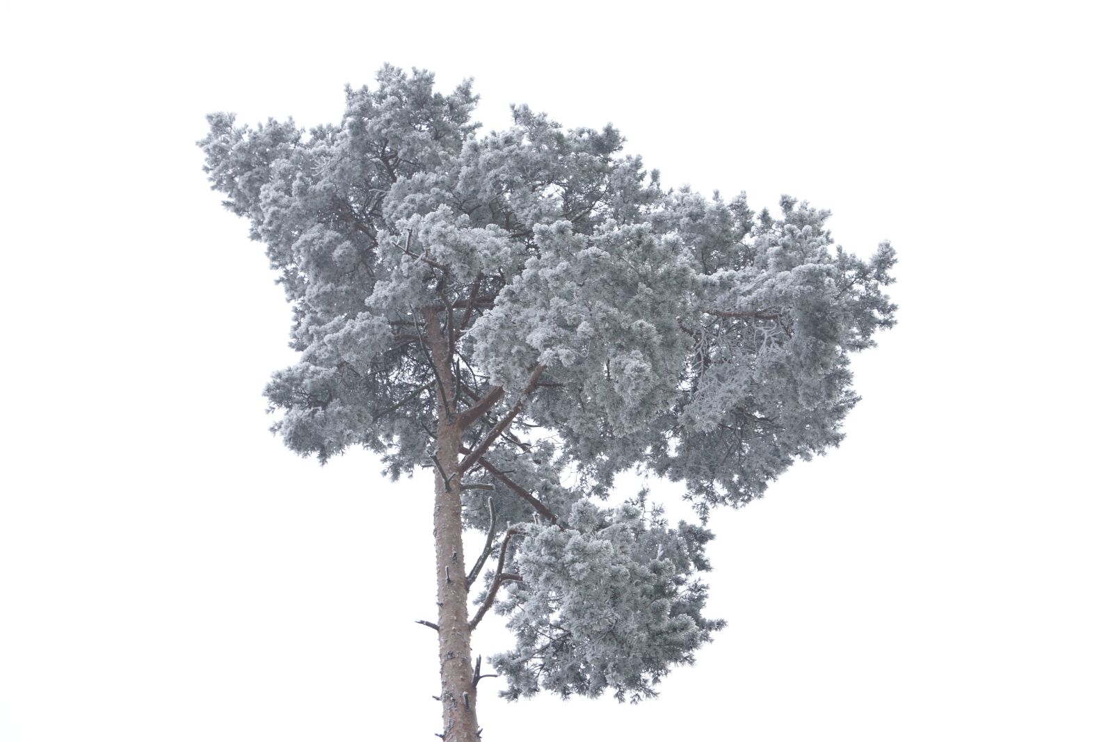 Sony E 55-210mm F4.5-6.3 OSS sample photo. Pine, crown, fog photography