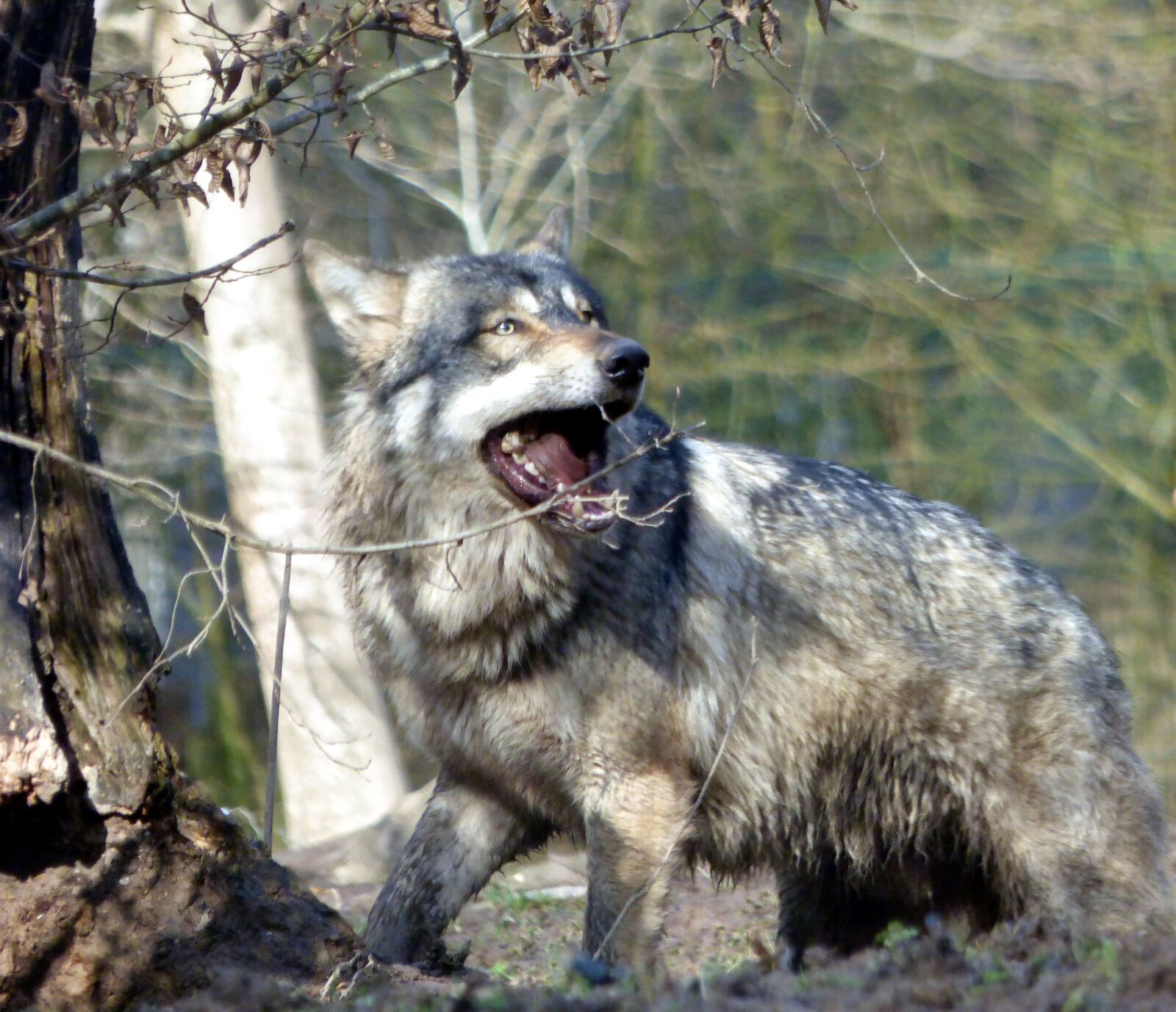 Panasonic DMC-FZ72 sample photo. Wolf, grey, mammal photography