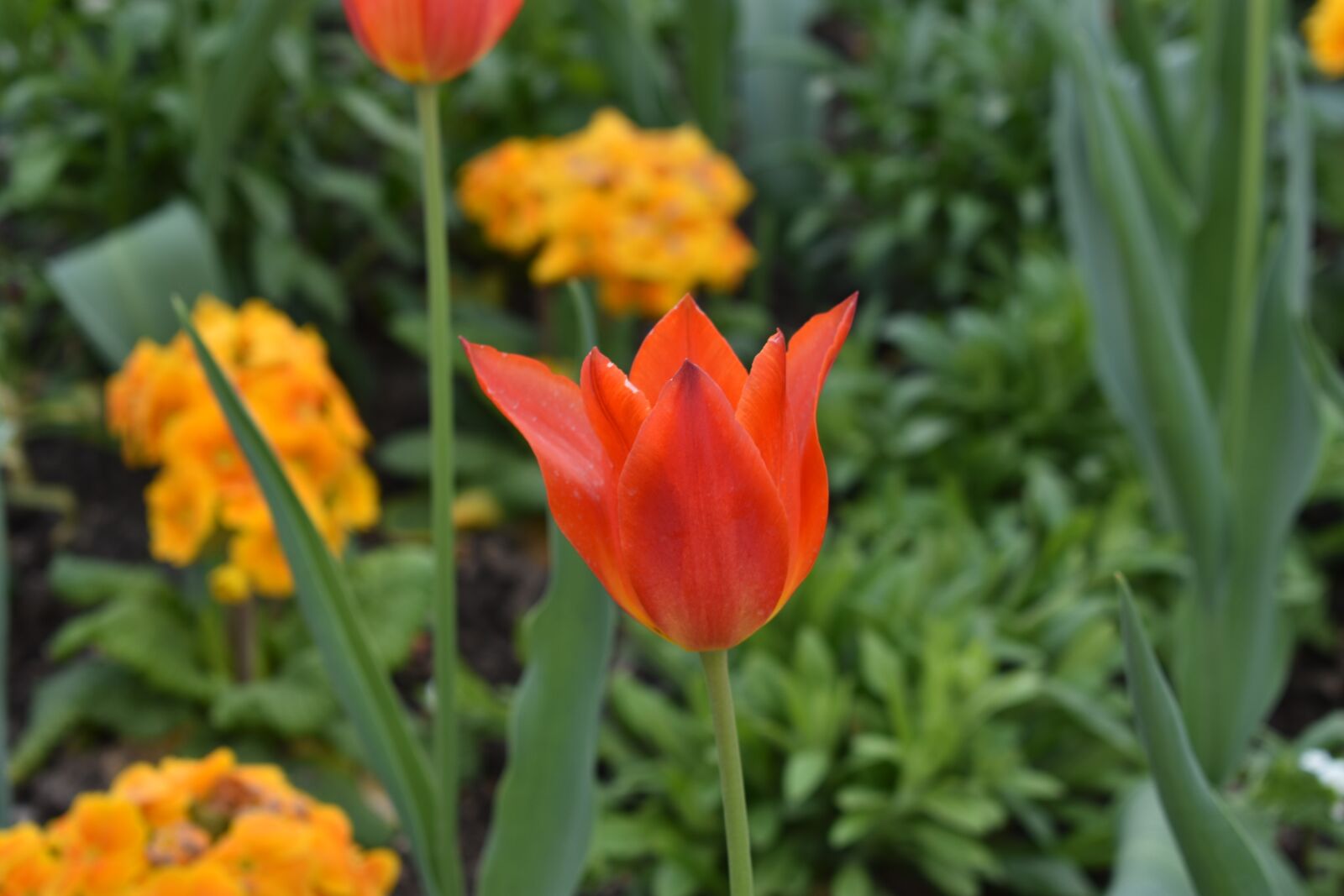 Nikon D3400 sample photo. Tulip, flower, spring photography