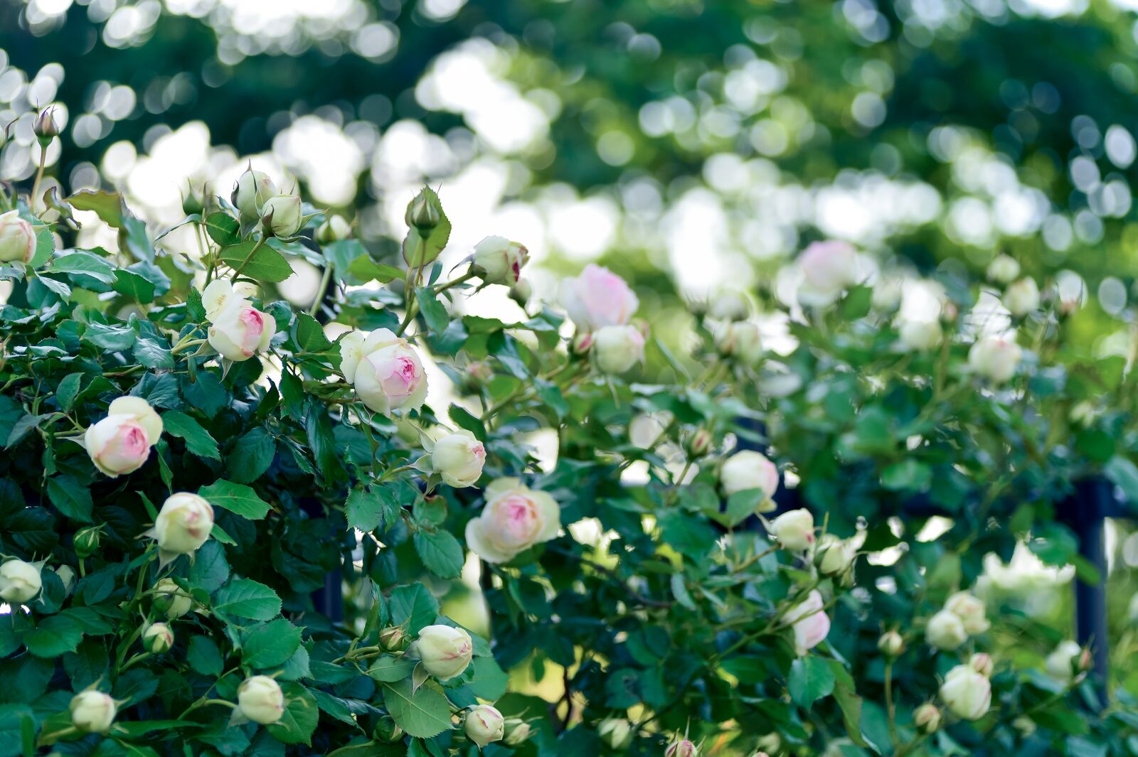 Nikon Df sample photo. Plant, landscape, in the photography