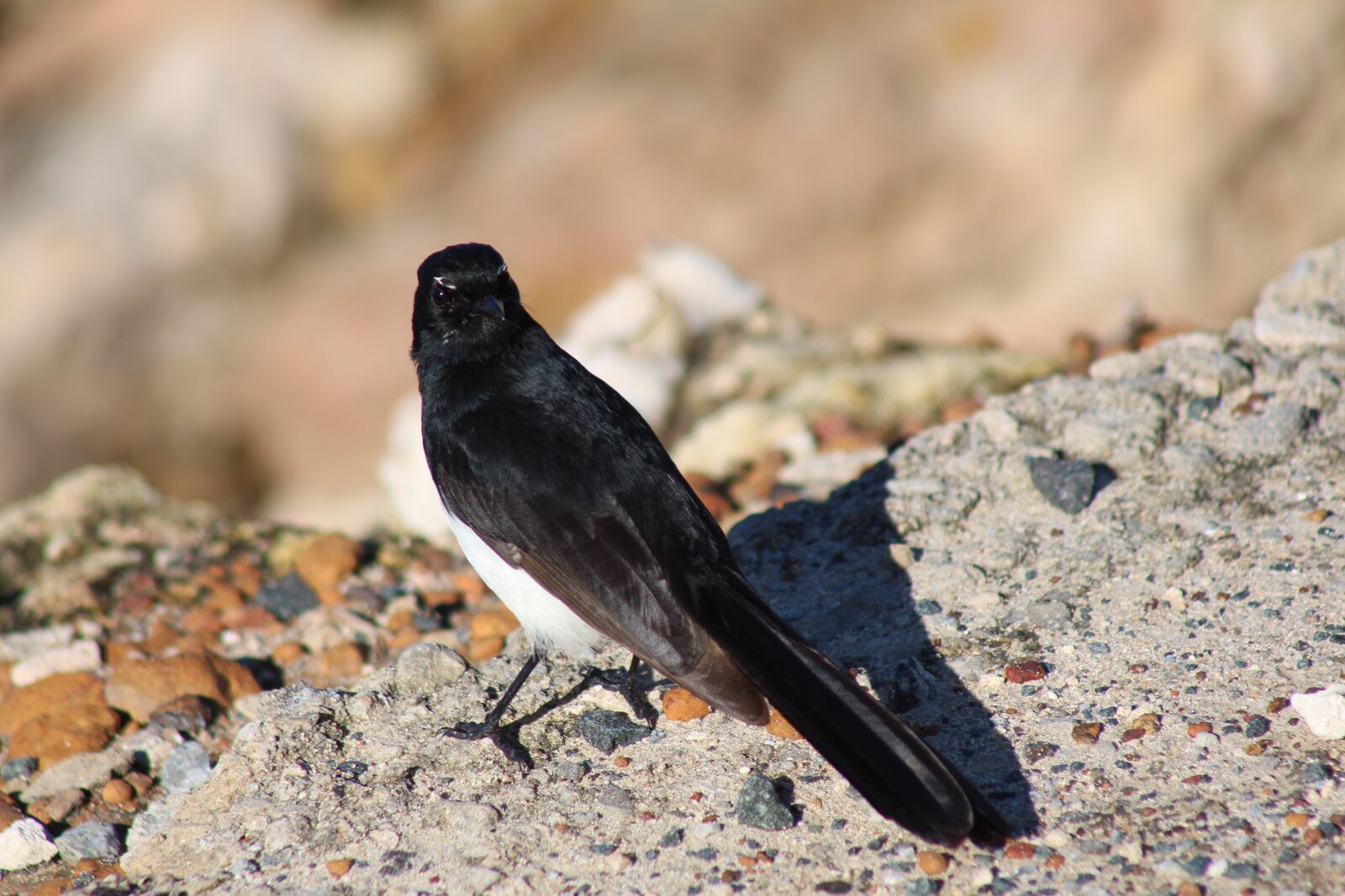 Canon EOS 650D (EOS Rebel T4i / EOS Kiss X6i) sample photo. Cape peron, australia, bird photography
