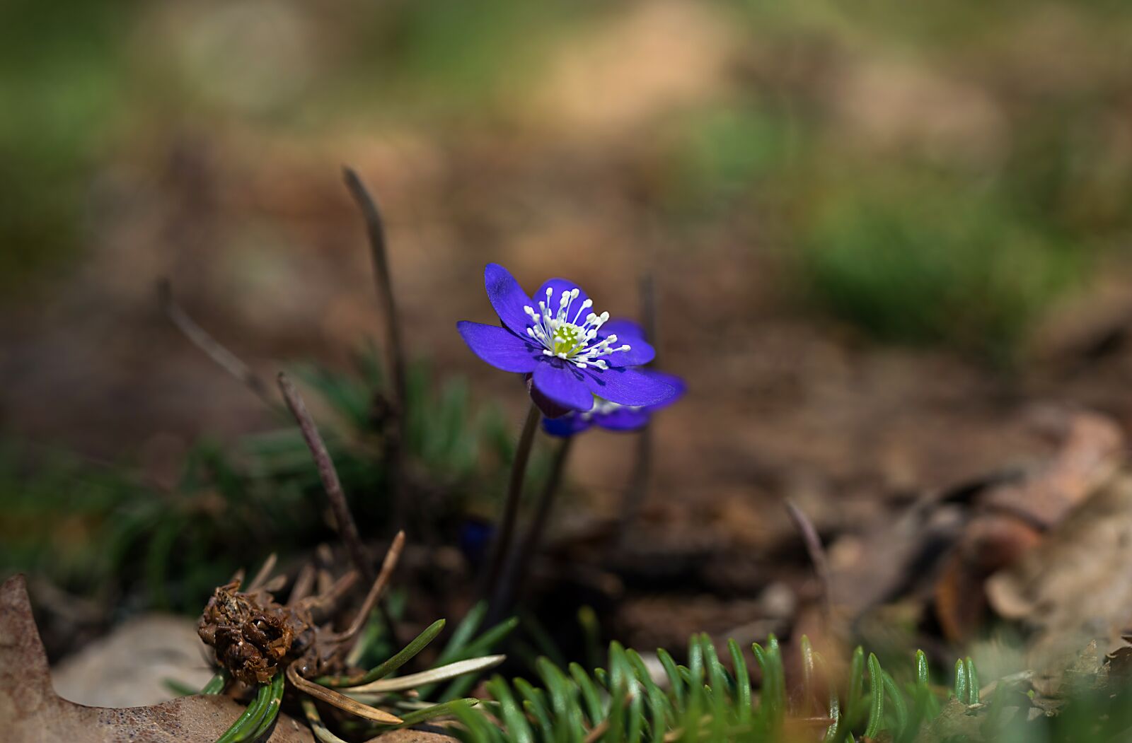 Nikon D3300 sample photo. Nature, outdoors, plant photography