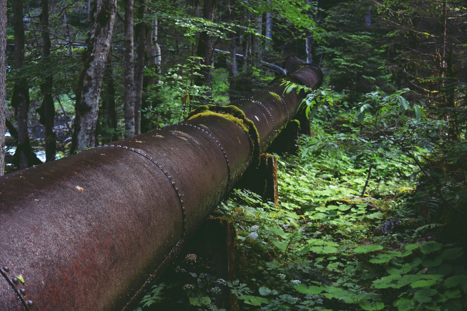 Nikon D5200 sample photo. Pipeline, water pipe, forest photography