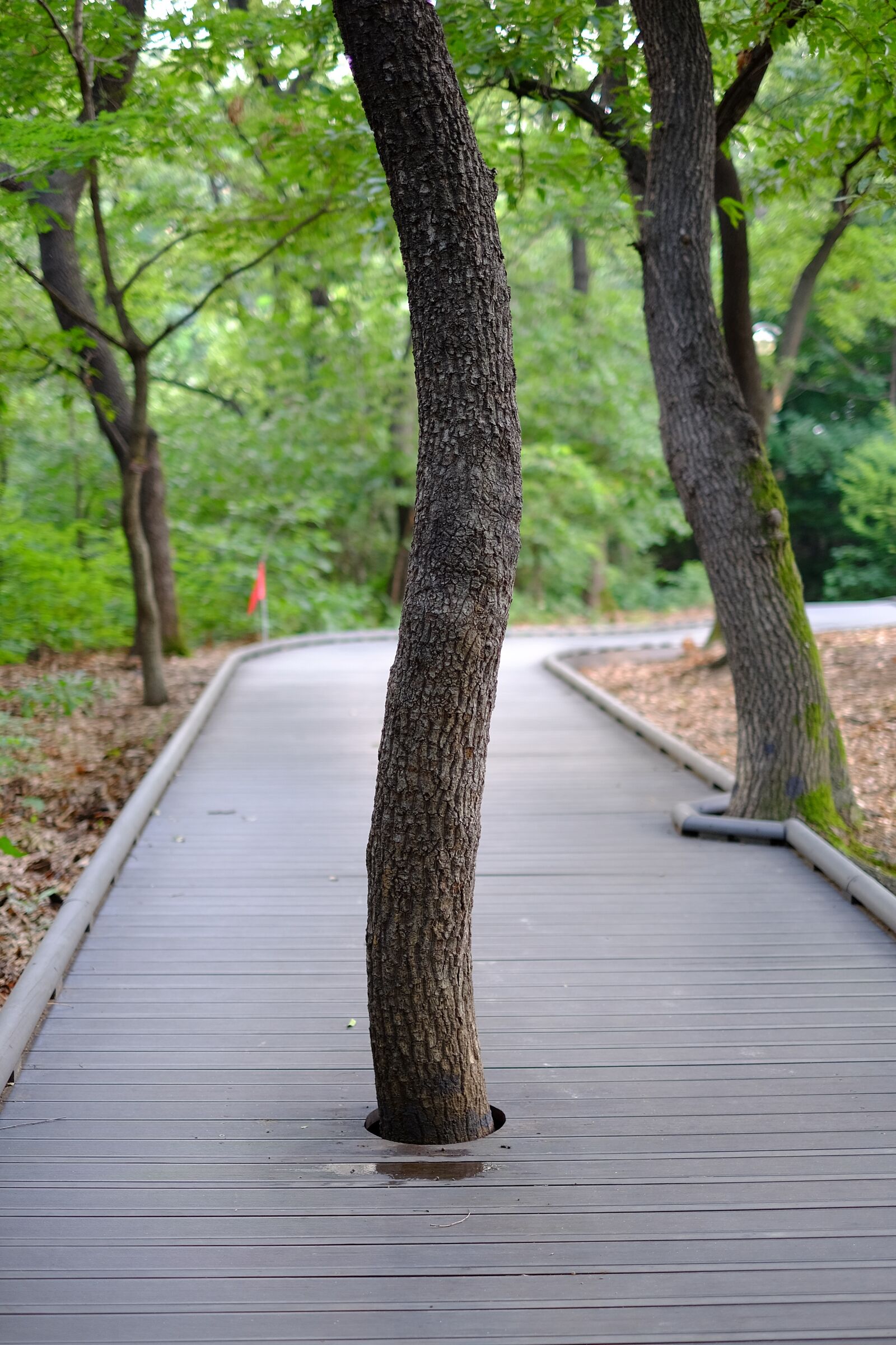 Fujifilm XF 35mm F1.4 R sample photo. Wooden path, trees, nature photography