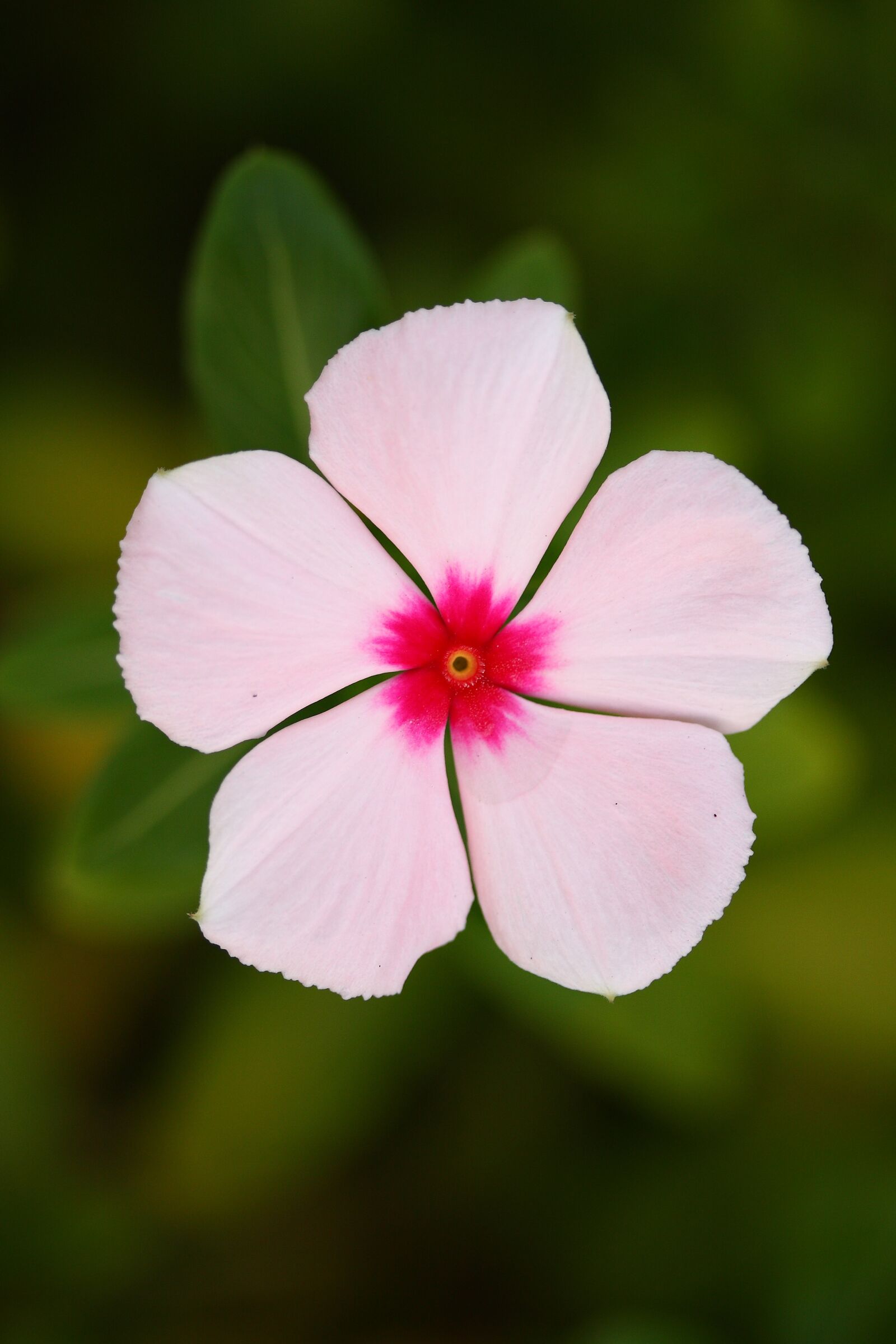 Canon EOS 40D sample photo. Flower, nature, macro photography