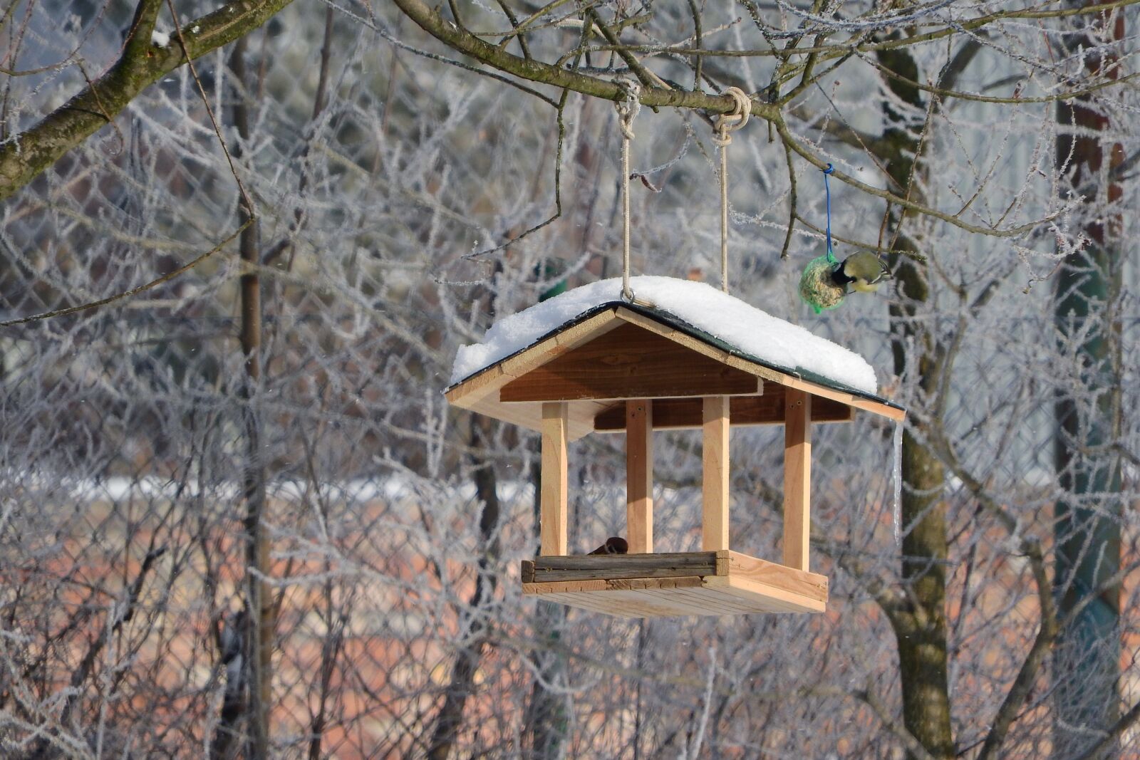 Nikon Coolpix P610 sample photo. A bird feeder for photography