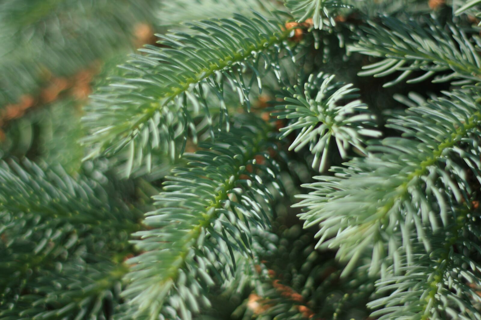 Canon EOS 40D sample photo. Blue spruce, pine needles photography