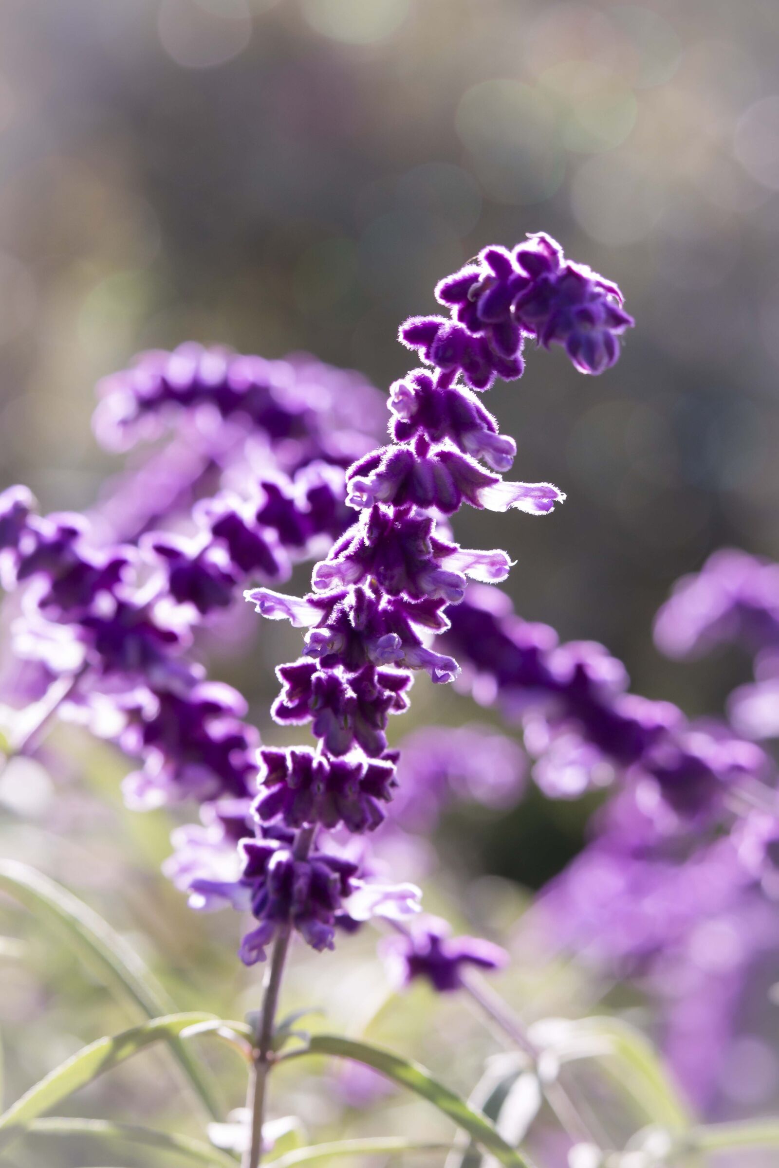 Canon EF-S 55-250mm F4-5.6 IS STM sample photo. Salvia, purple, sage photography