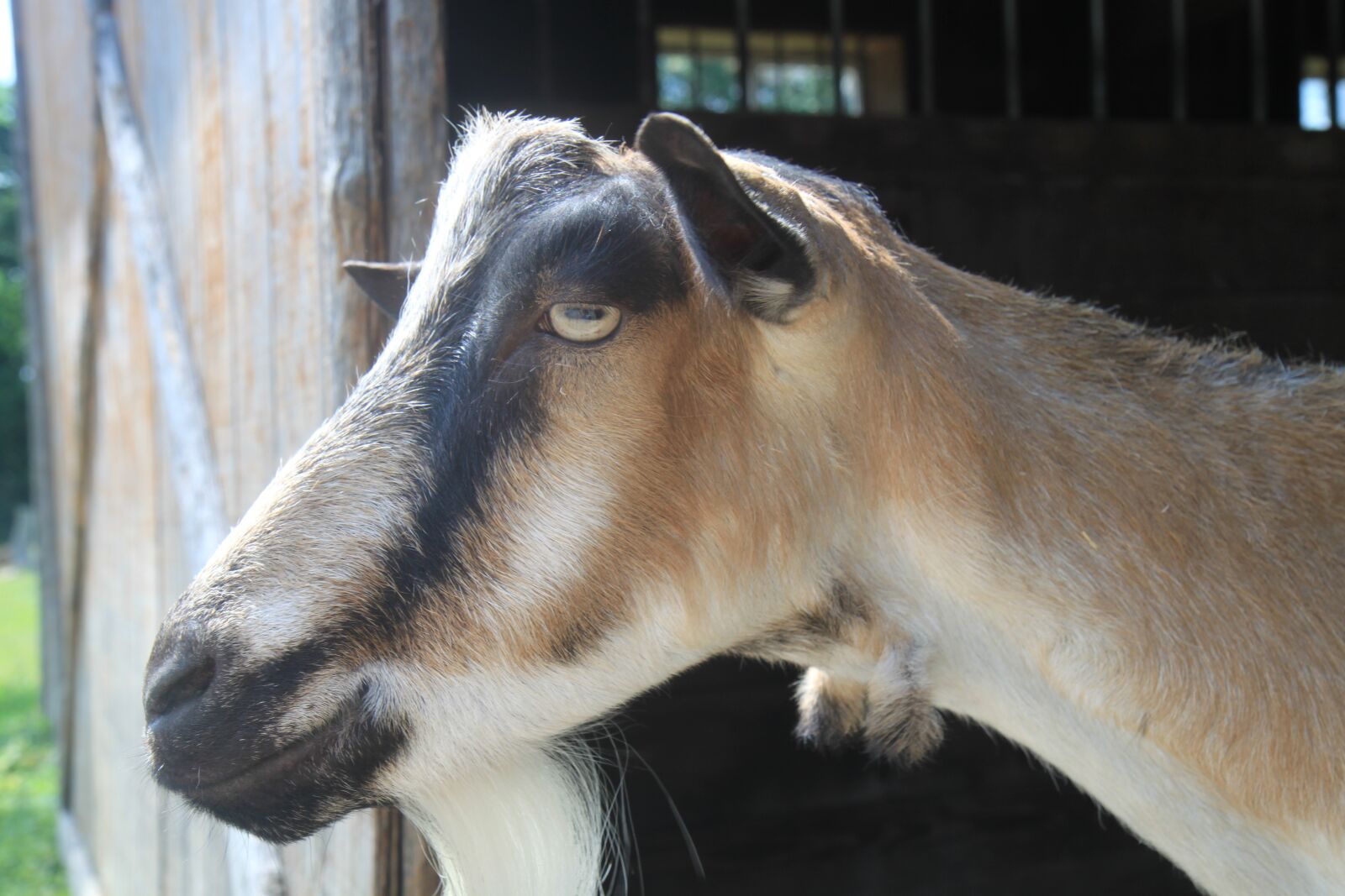 Canon EOS 500D (EOS Rebel T1i / EOS Kiss X3) sample photo. Goat, portrait, livestock photography