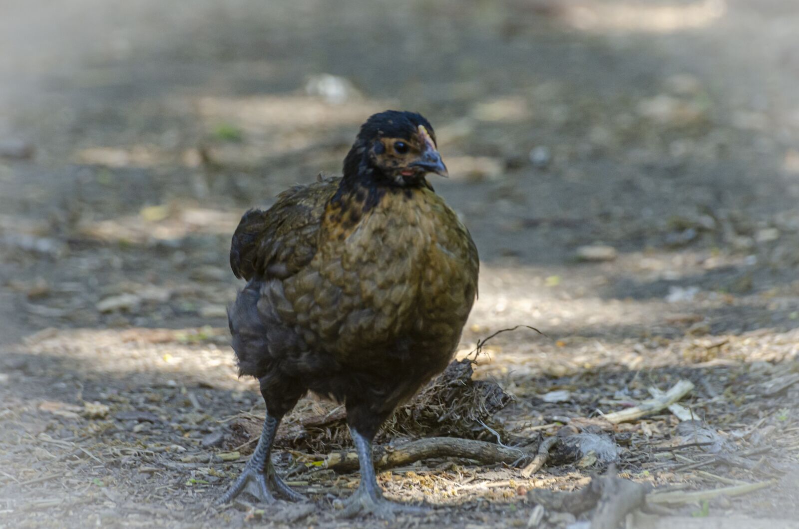 Nikon D7000 sample photo. Chicken, pen, brown photography