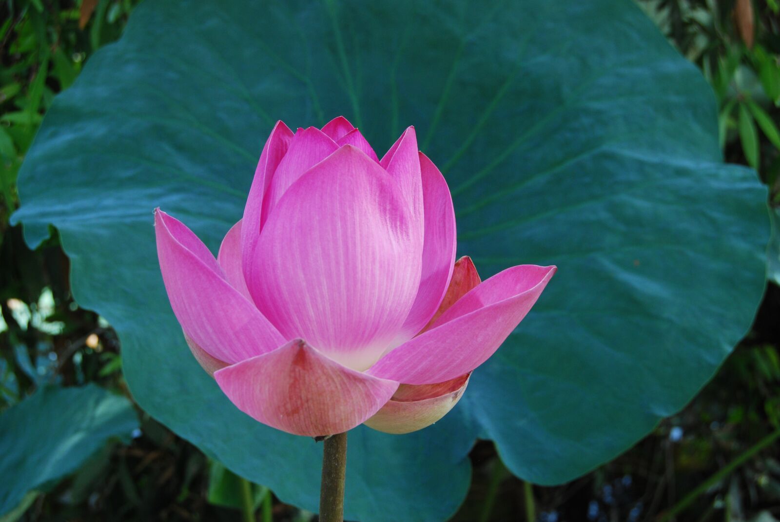 Nikon D40X sample photo. Flowers, landscapes, lotus flowers photography