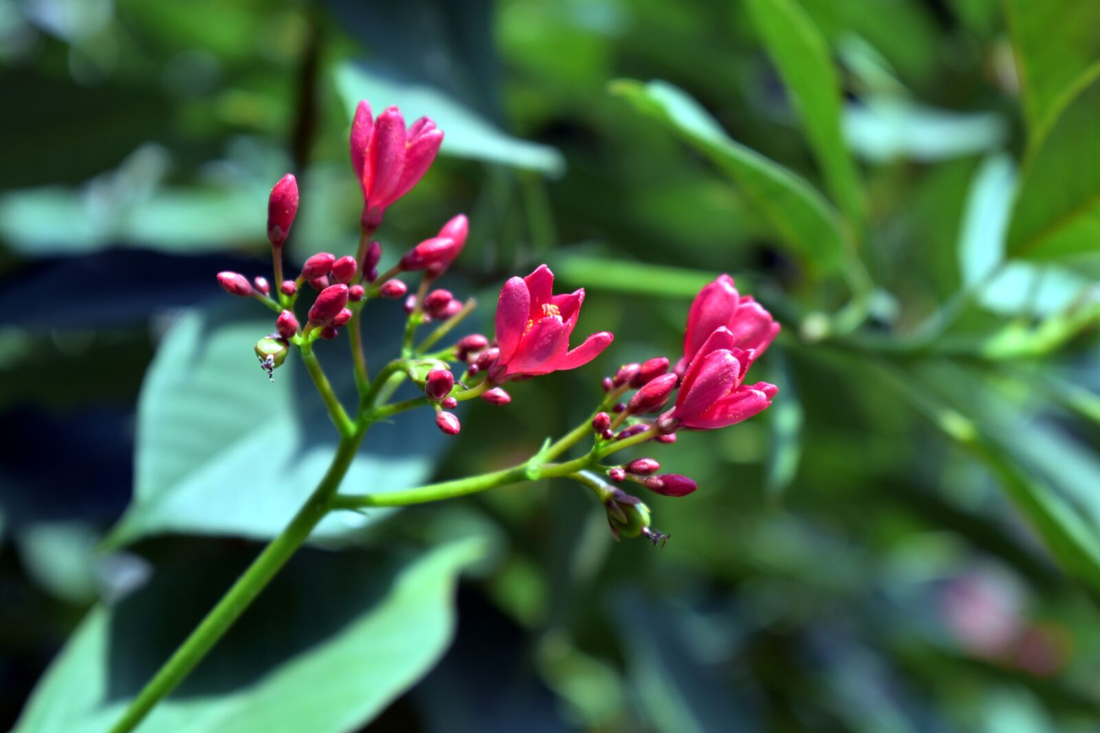Nikon D5600 sample photo. Peregrina, spicy jatropha, shrub photography