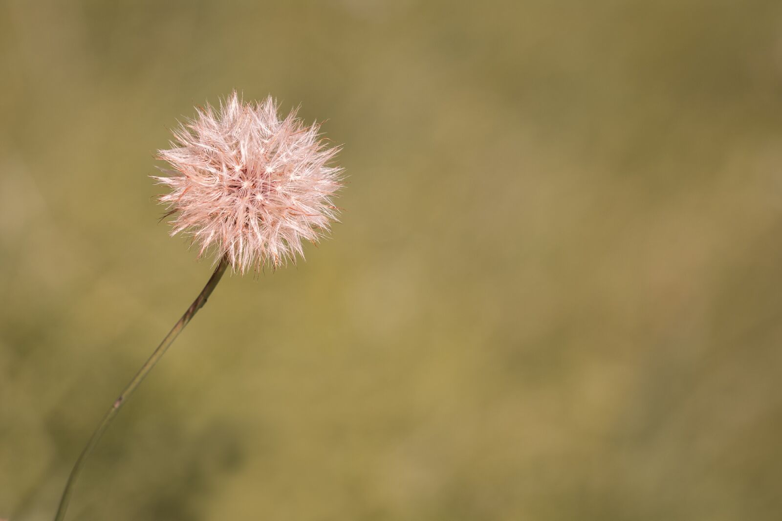 Nikon D7100 sample photo. Dandelion, faded flower, pointed photography
