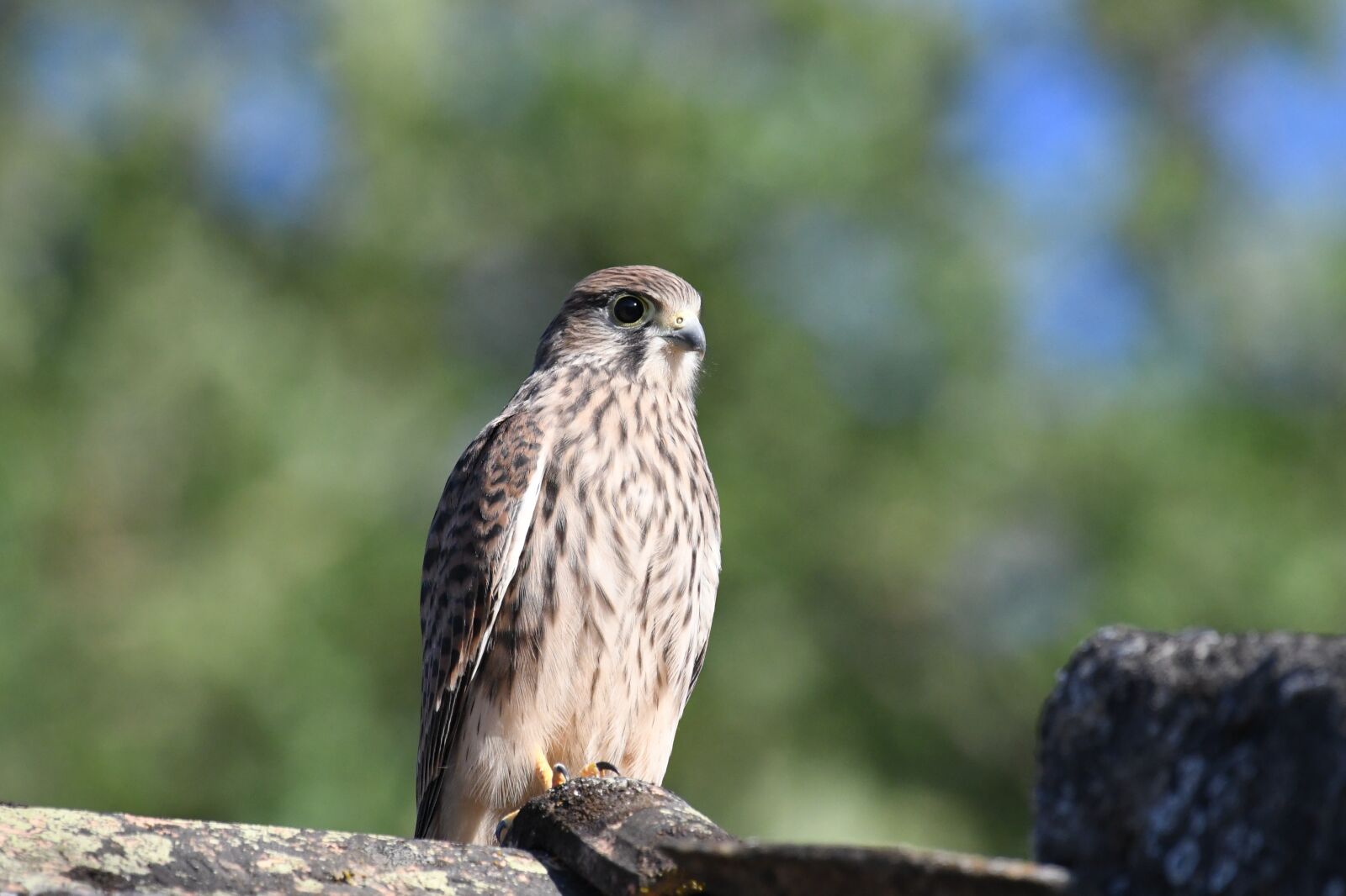 Nikon D500 sample photo. Falcon, kestrel, nature photography