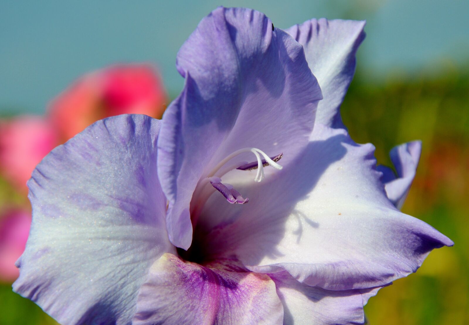 Nikon D3200 sample photo. Gladiolus, gladidus, butterfly greenhouse photography