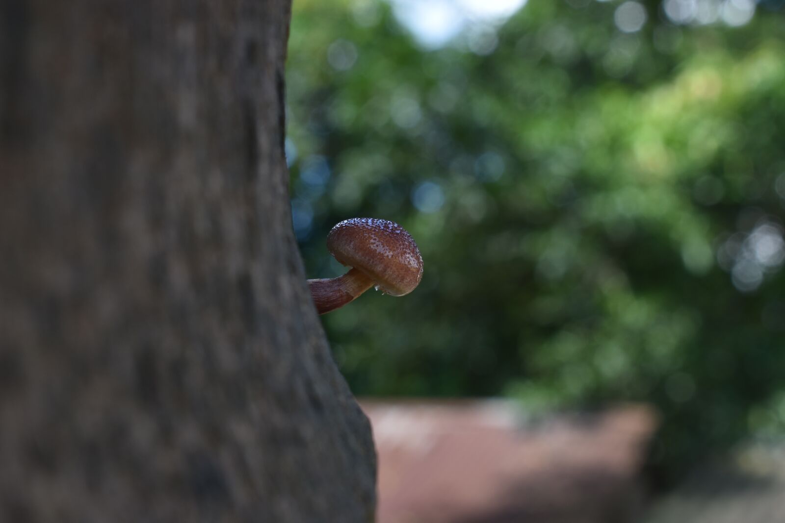 Nikon D3500 sample photo. Autumn, closeup, nature photography
